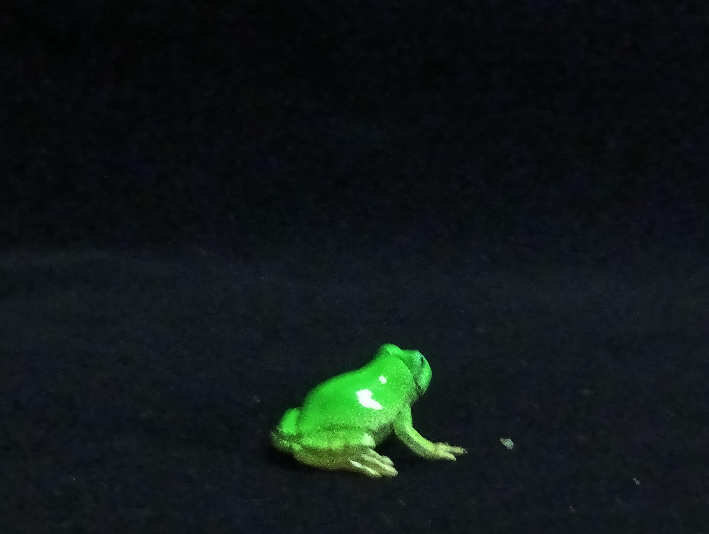 Miniature Japanese tree frog Figurine - Furuta