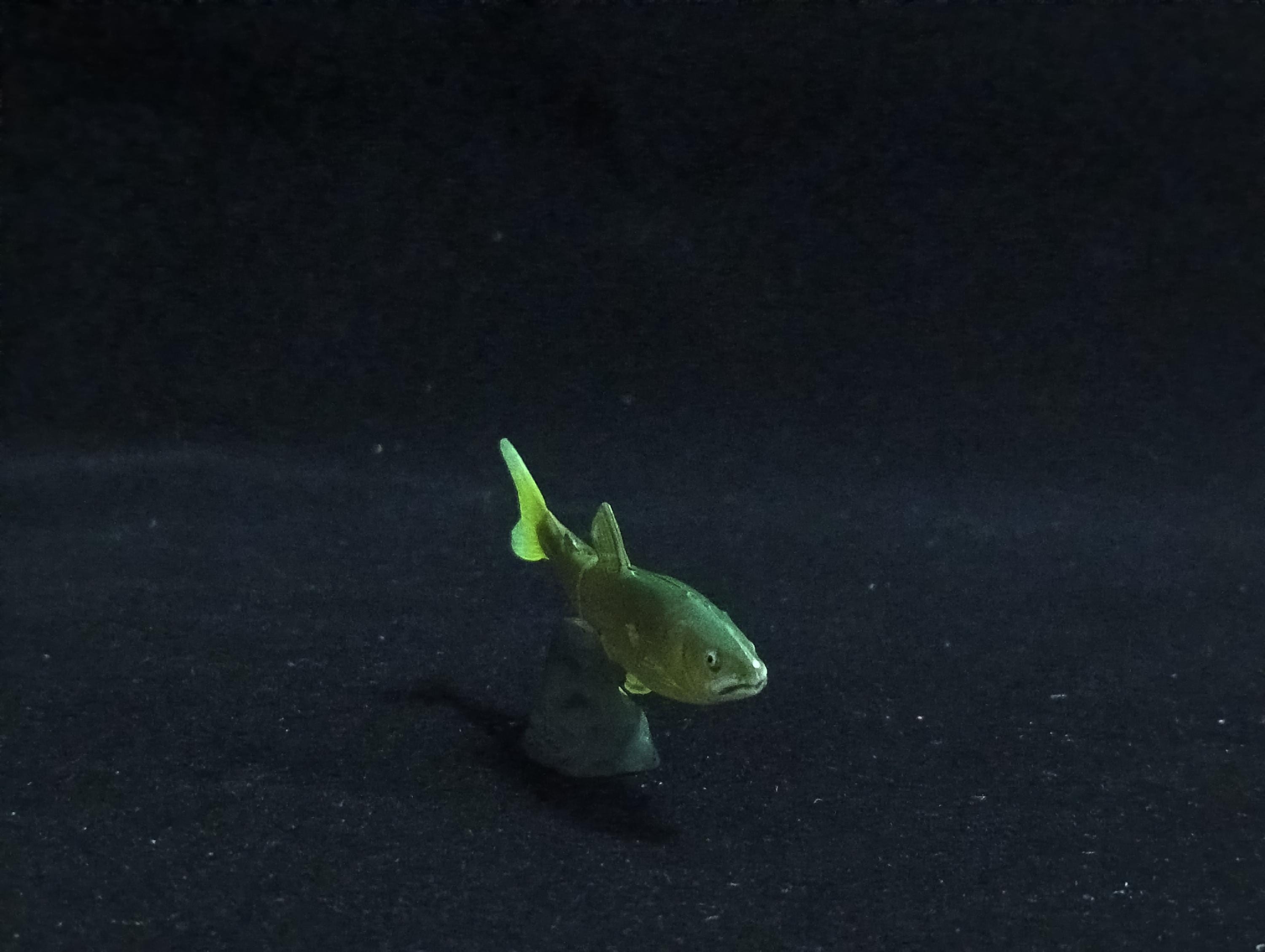 Miniature Ayu Tomo Fishing Figurine - Furuta