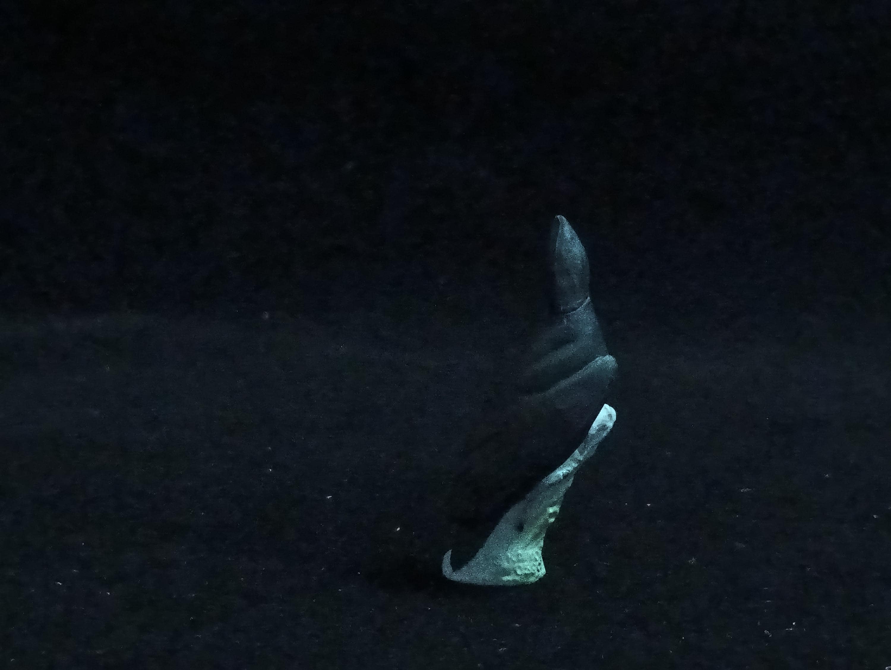 Miniature Black Woodpecker Figurine - Furuta