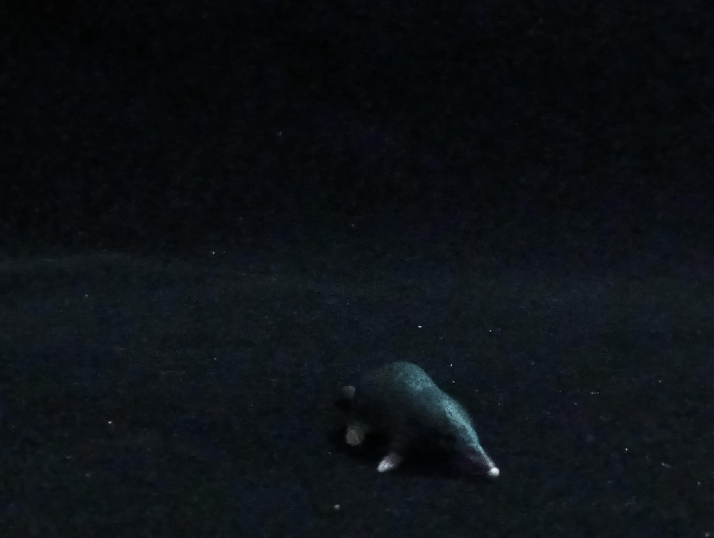 Miniature Mole Figurine - Furuta