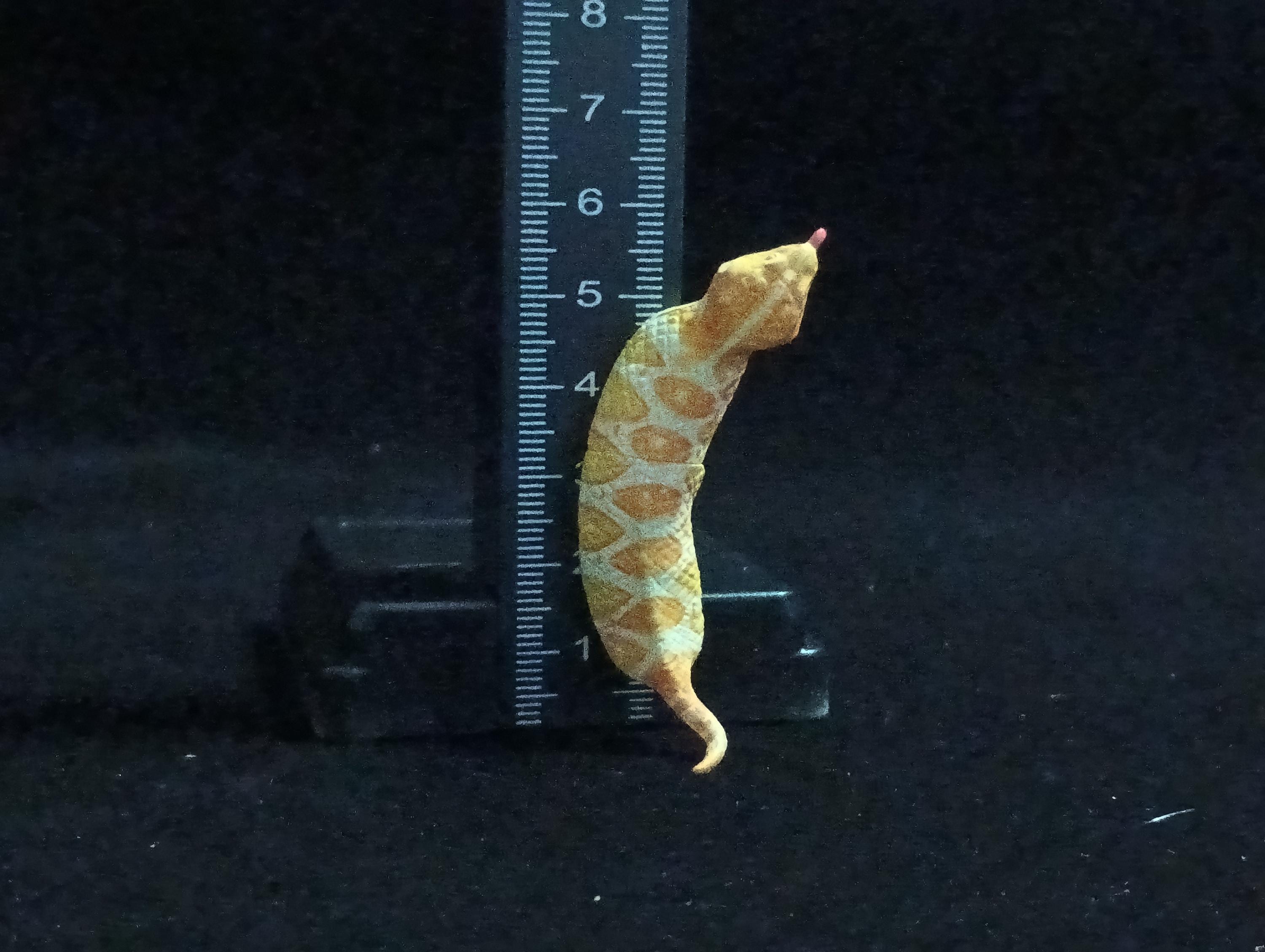 Miniature Tsuchinoko snake Figurine - Furuta Secret Item