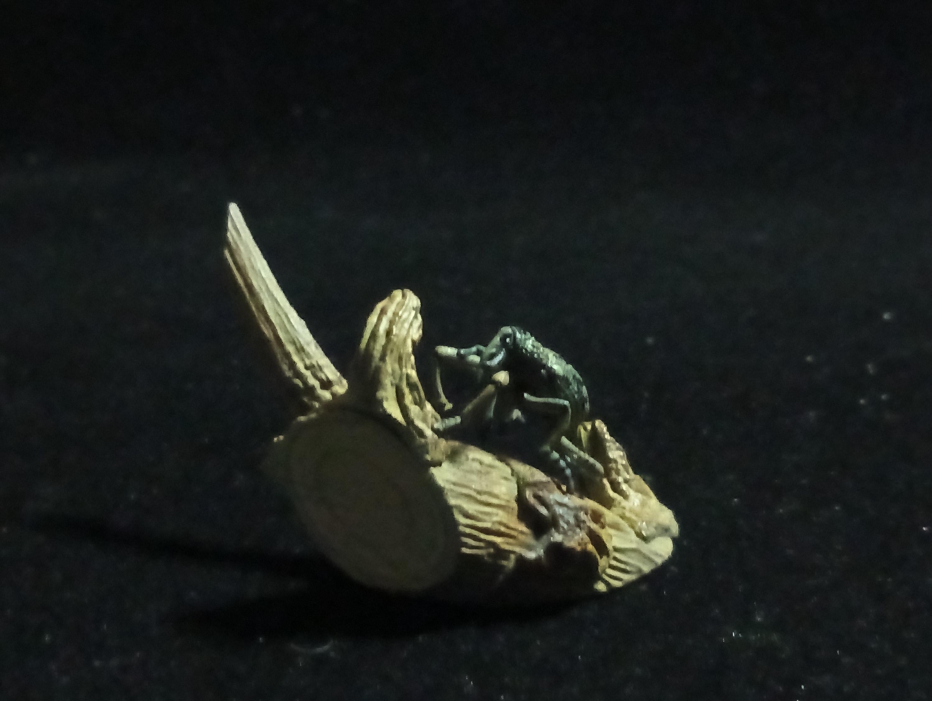 Yujin Kaiyodo Large Weevil Beetle Japanese Insects I