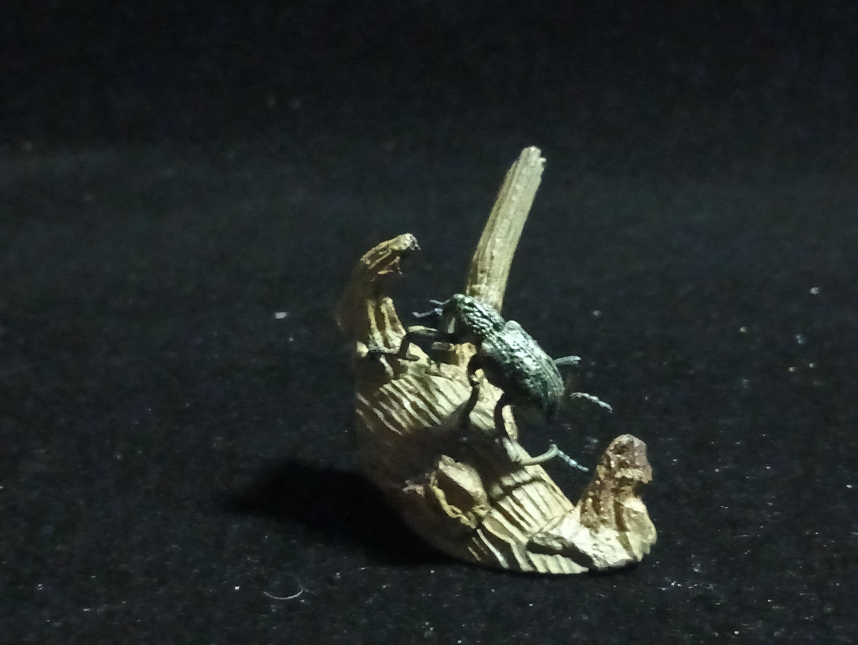 Yujin Kaiyodo Large Weevil Beetle Japanese Insects I