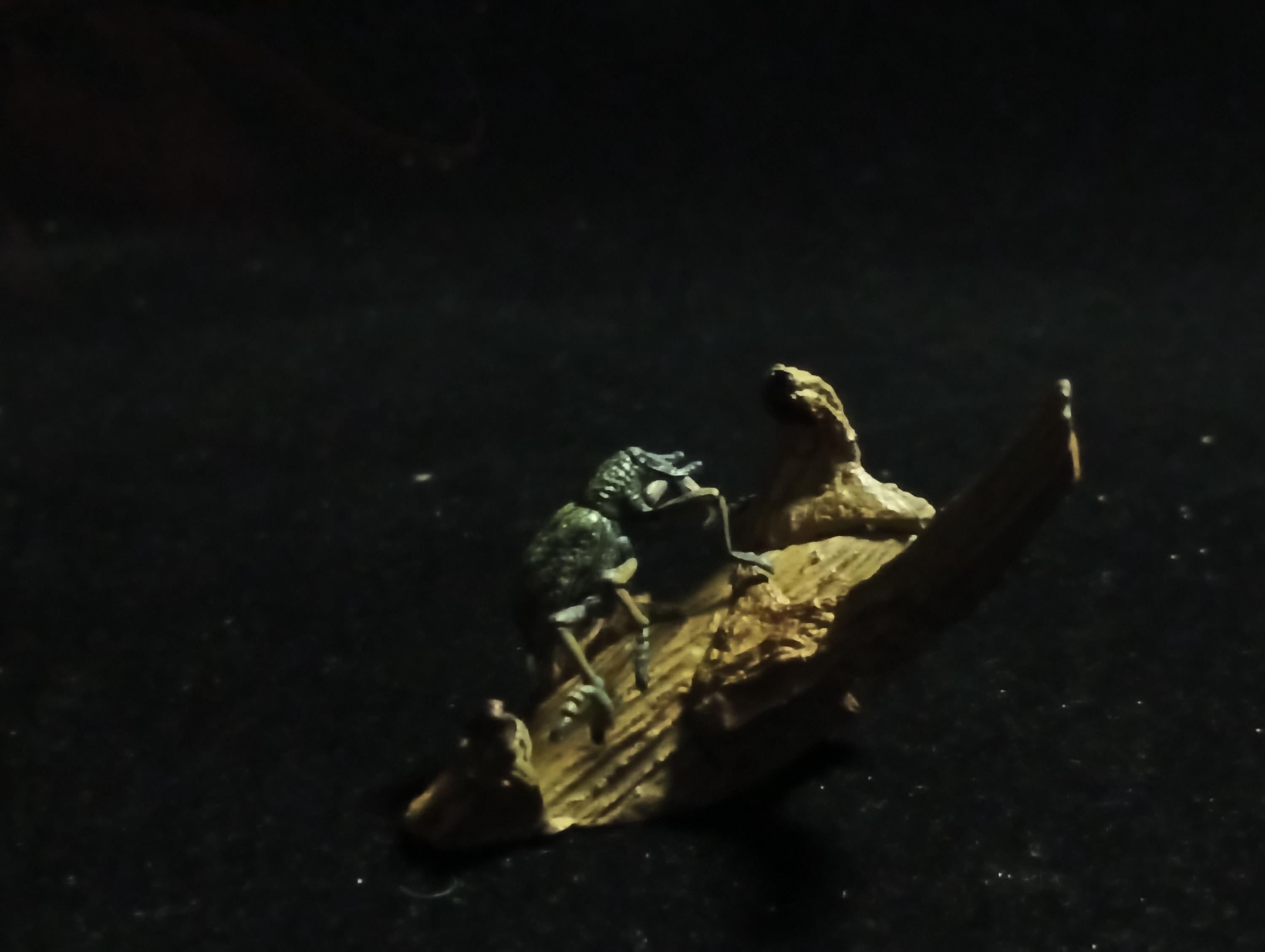 Yujin Kaiyodo Large Weevil Beetle Japanese Insects I