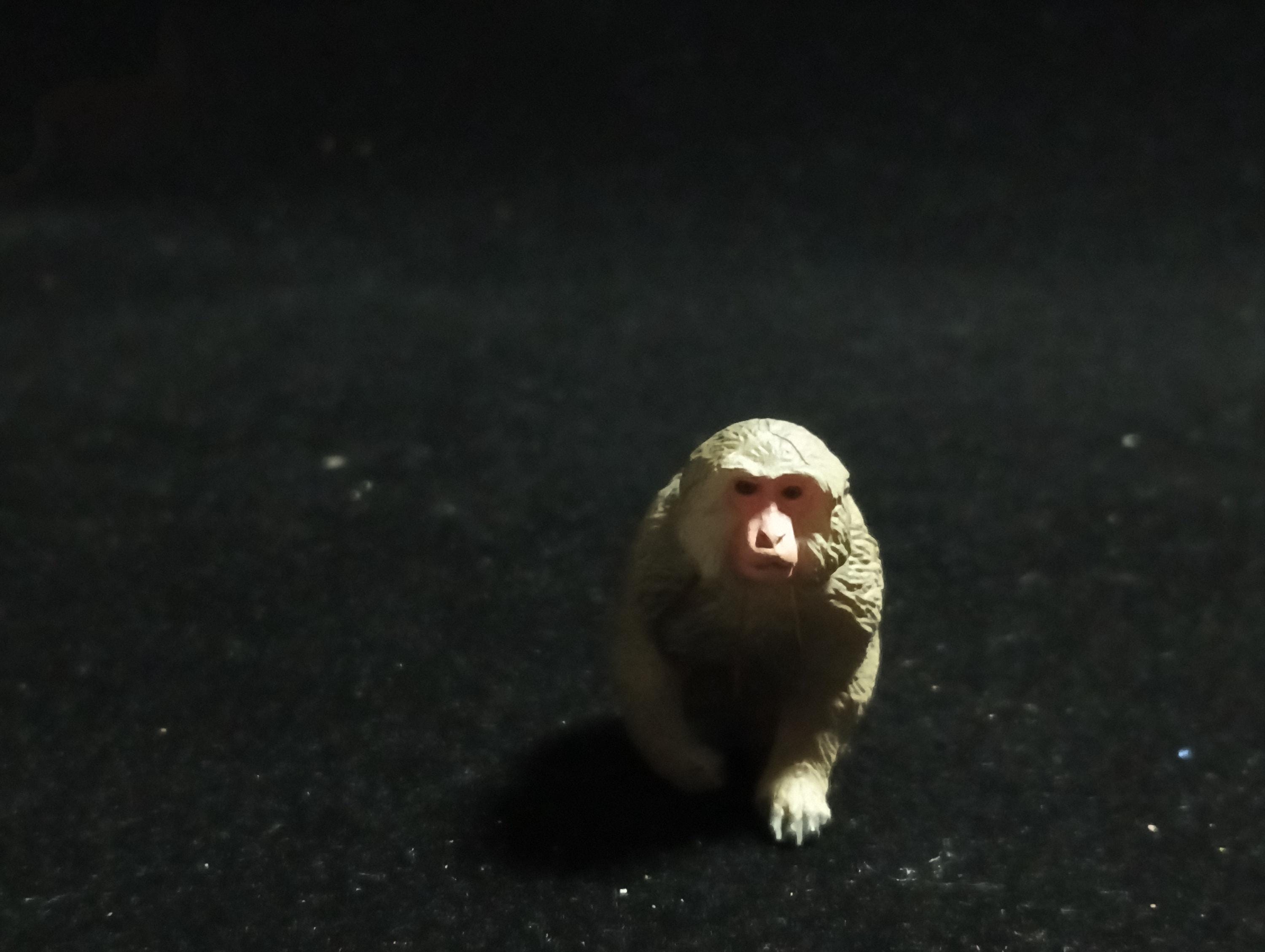 Japanese Animals: Tohoku / Northern Limit Macaque - The northernmost monkey (Snow Monkey) - Kaiyodo Capsule Q Museum
