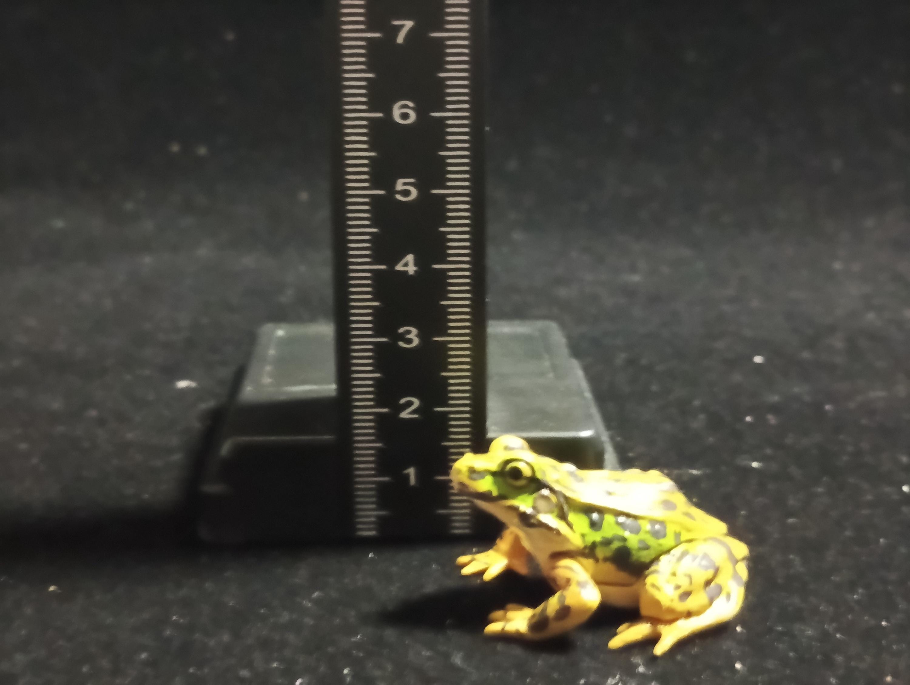Animatales Western Leopard Toad - Kaiyodo Capsule Q Museum #22
