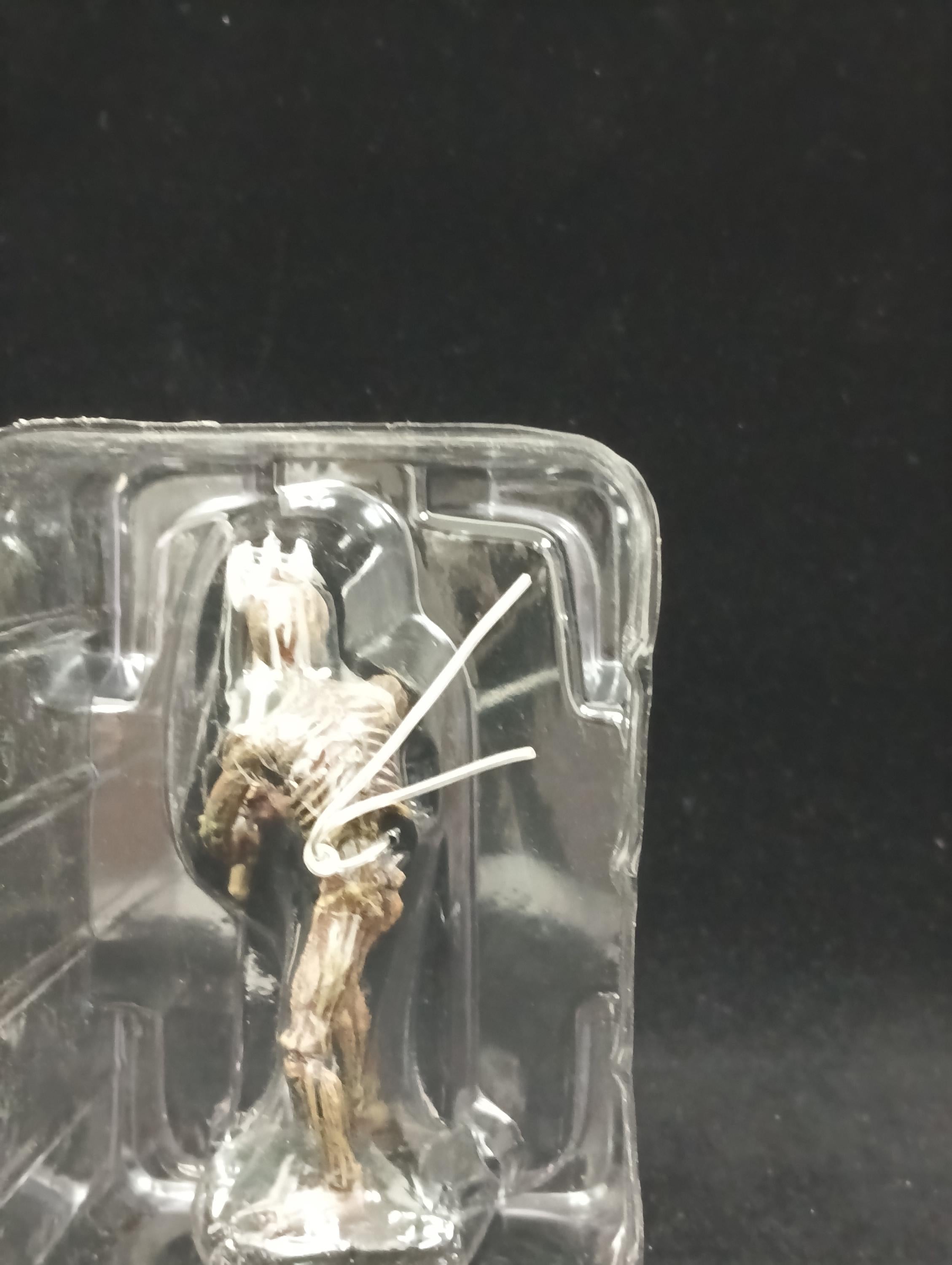 Ray Harryhausen Skeleton Ghoul C Cold Cast Resin Figure X-plus