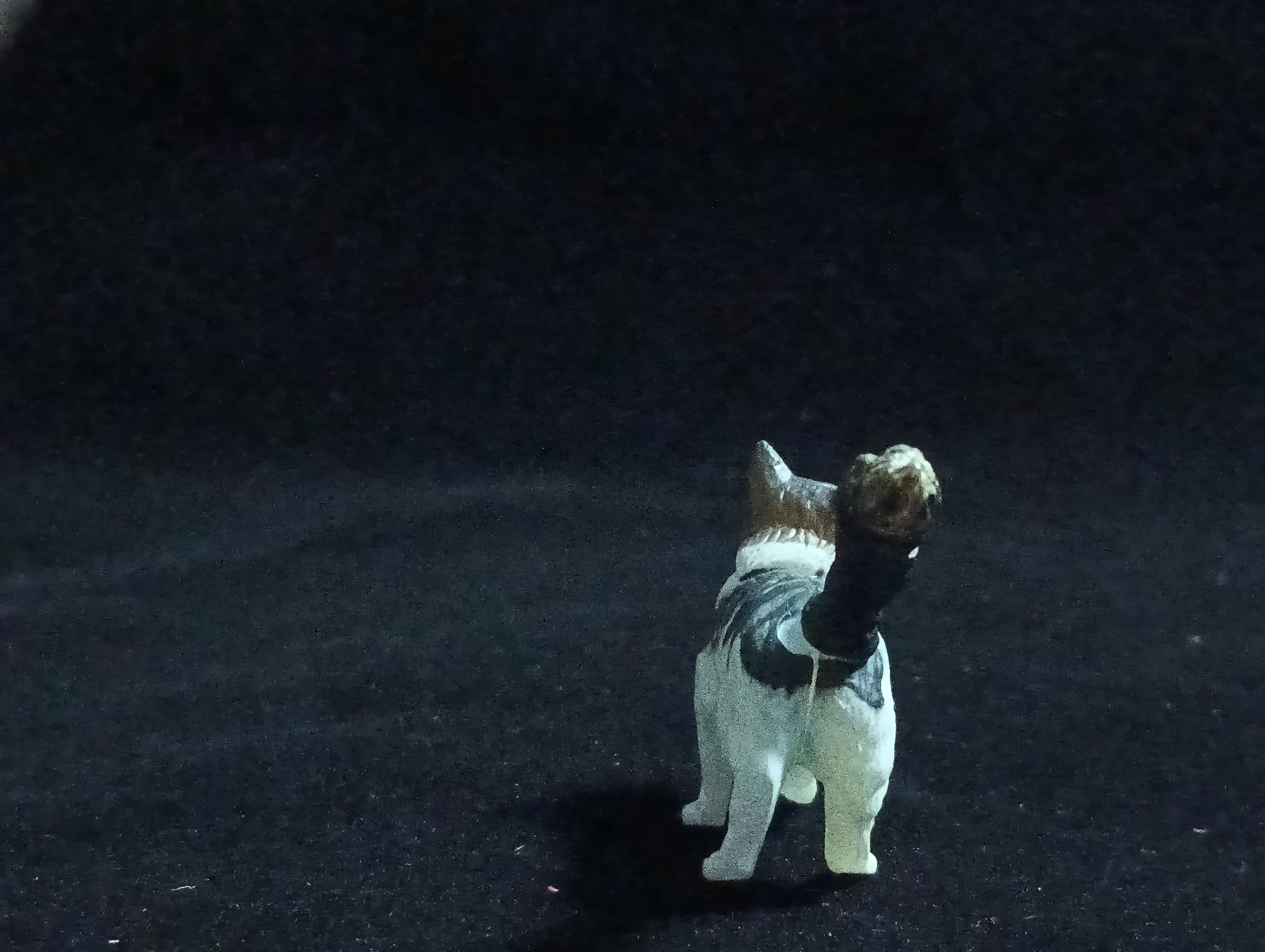 Miniature Maine Coon (White & Black) Figurine - Furuta