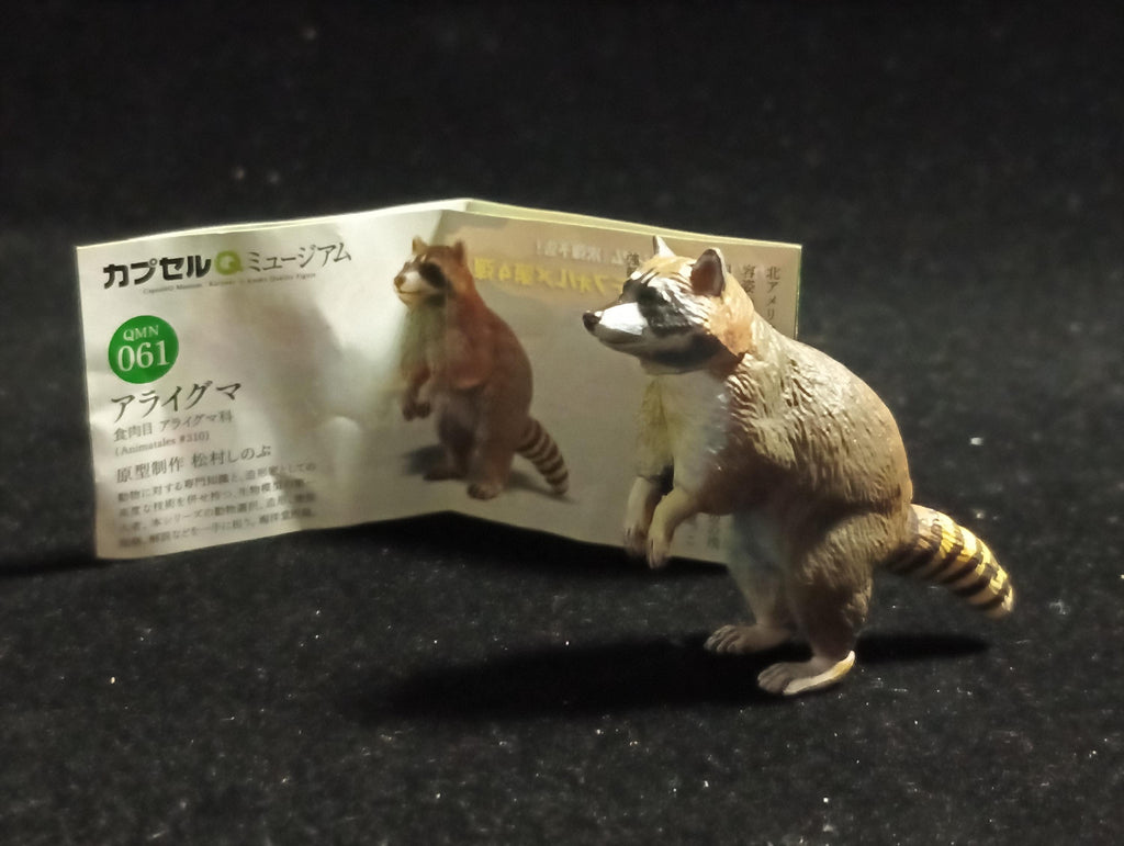 Kaiyodo Capsule Museum Q Japan Exclusive North American Raccoon Animal Figure