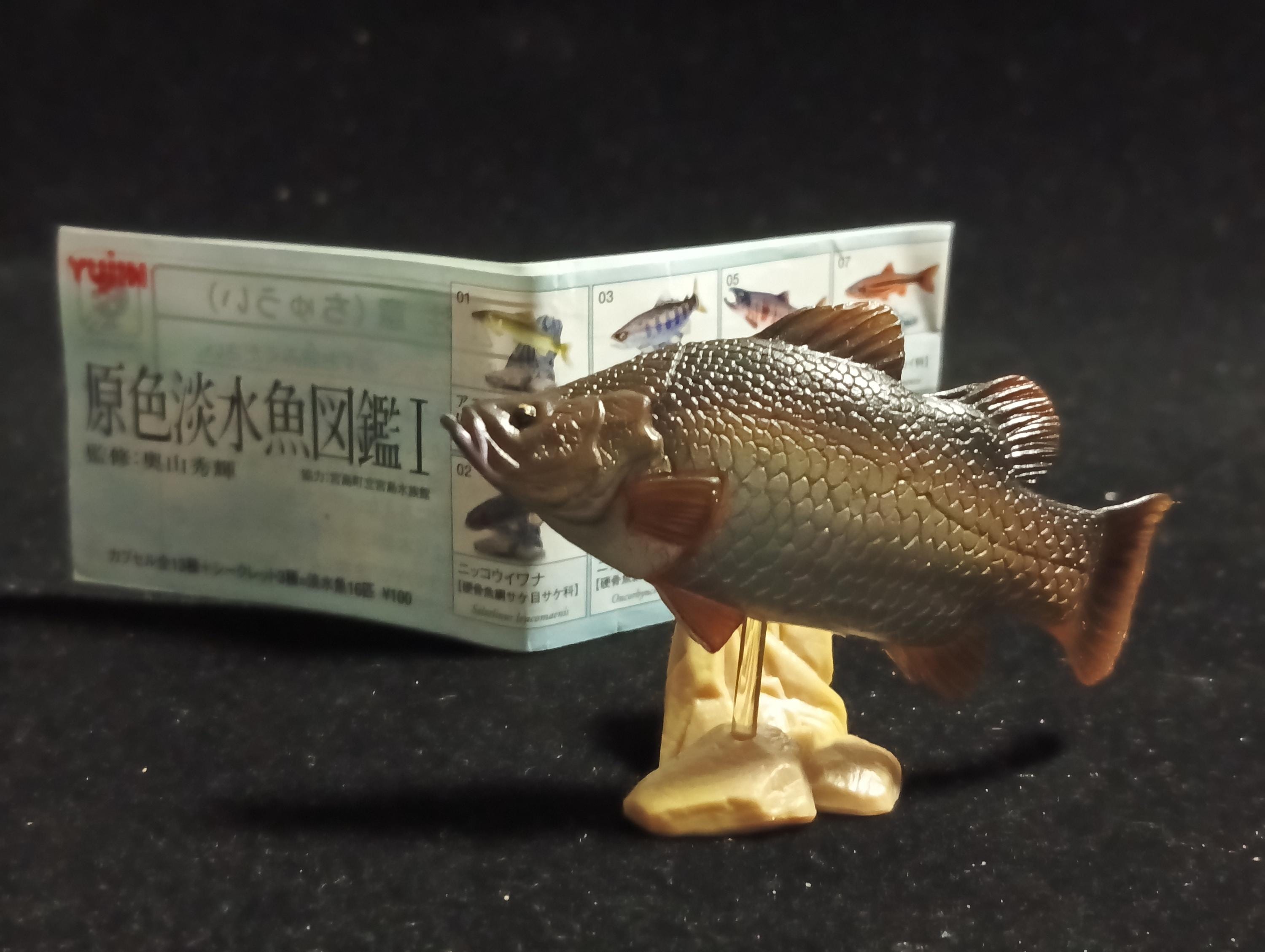 Freshwater Fish Encyclopedia 1: Lates calcarifer, Yujin