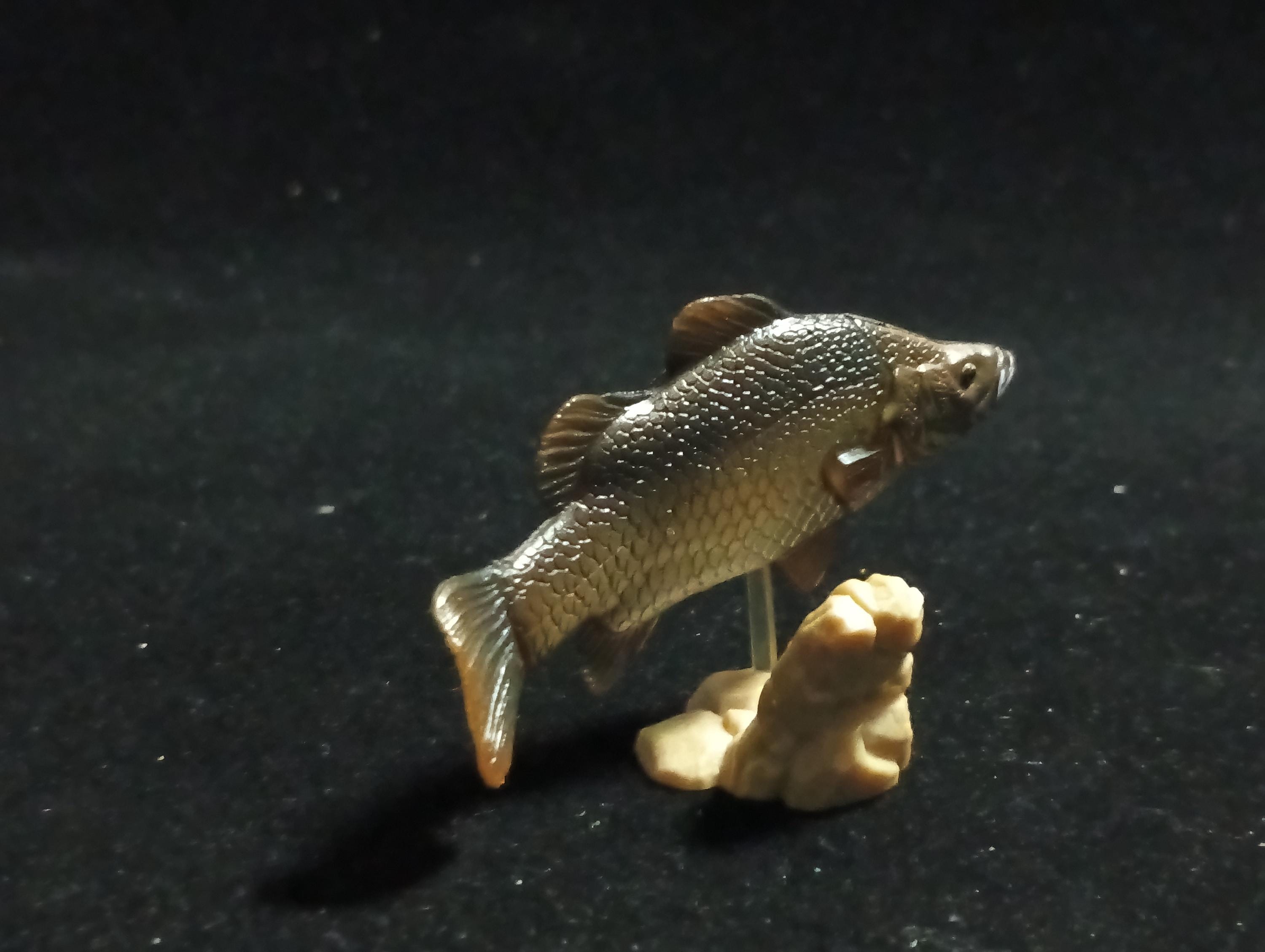 Freshwater Fish Encyclopedia 1: Lates calcarifer, Yujin