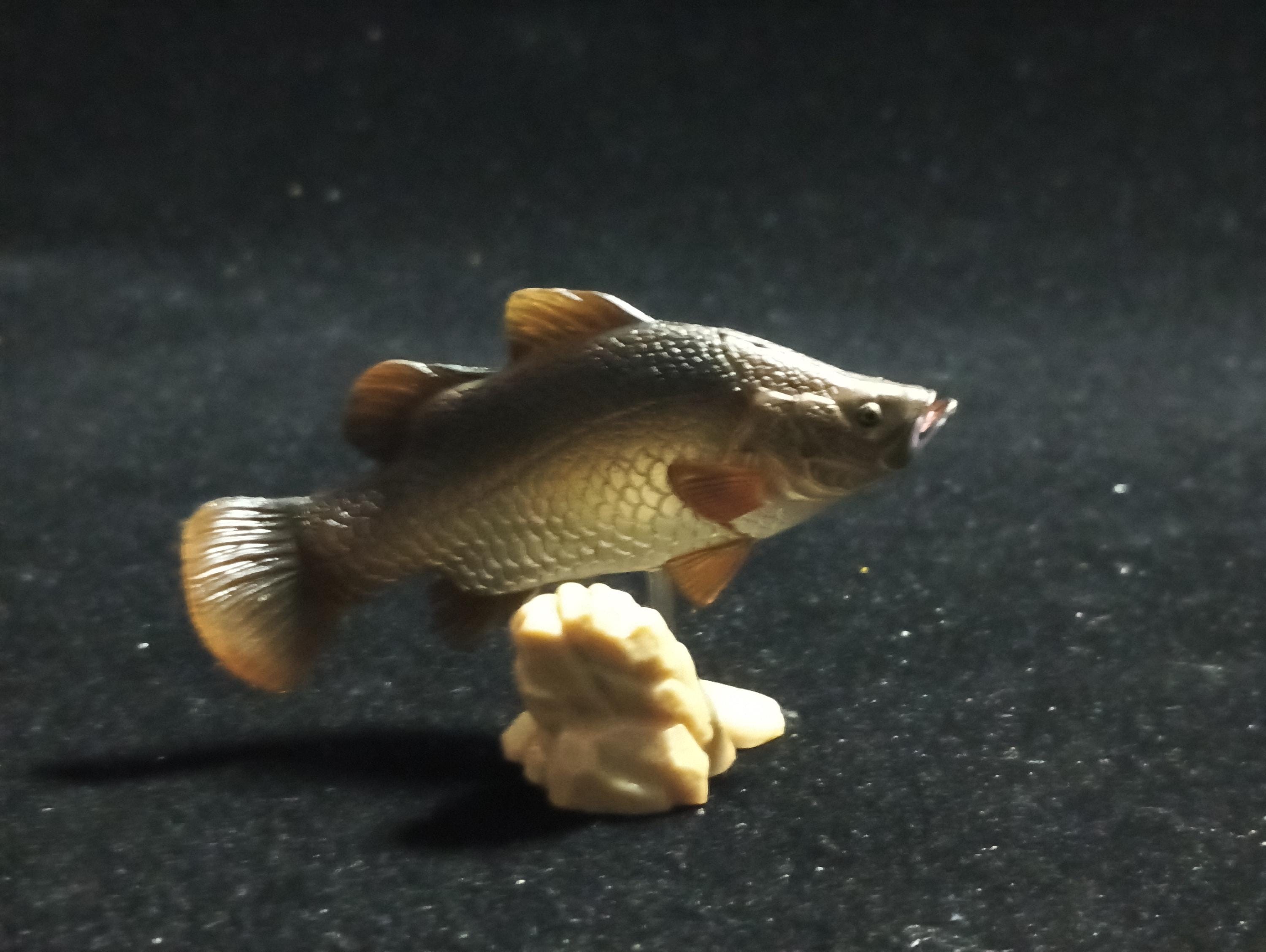 Freshwater Fish Encyclopedia 1: Lates calcarifer, Yujin