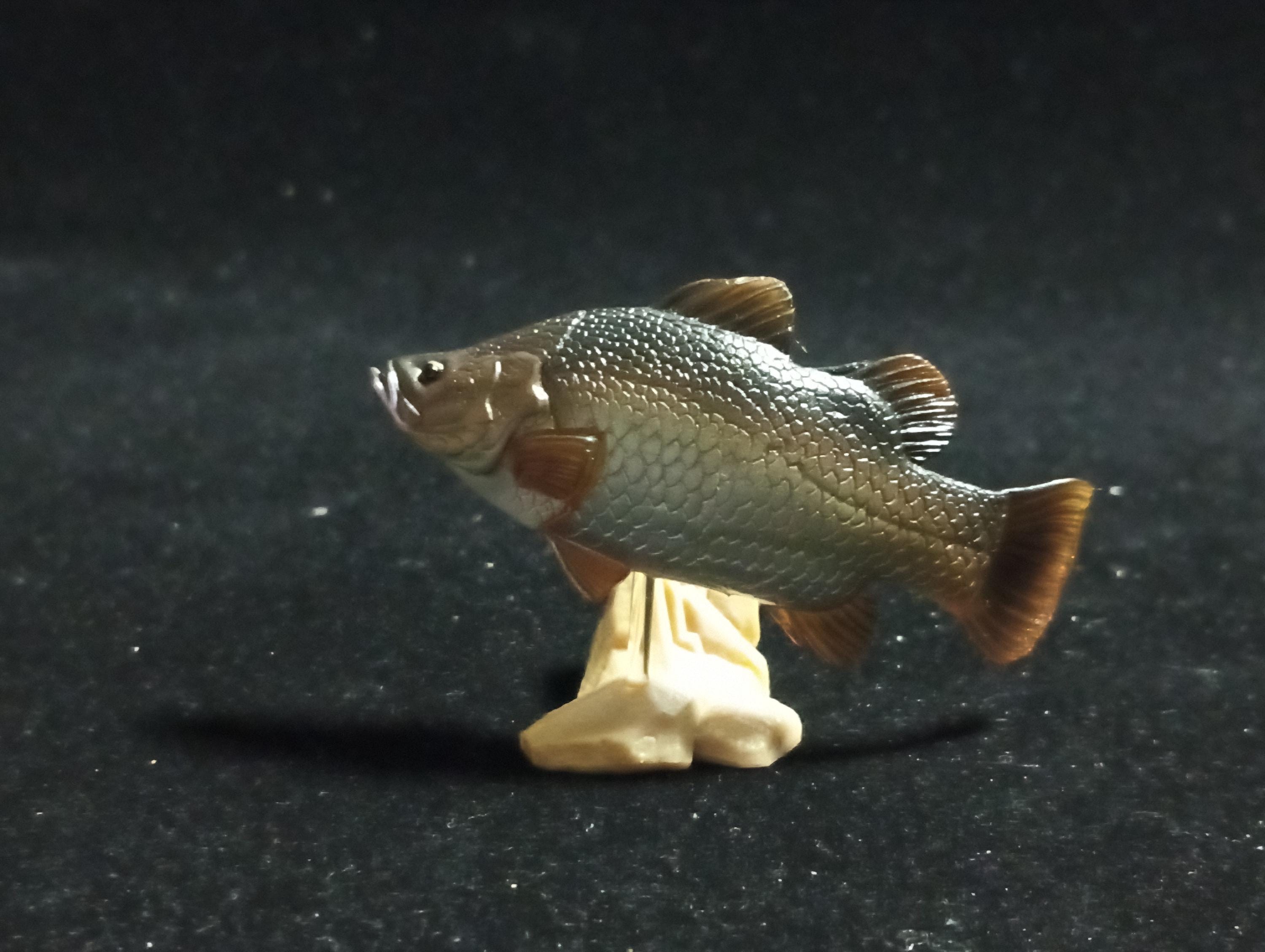 Freshwater Fish Encyclopedia 1: Lates calcarifer, Yujin