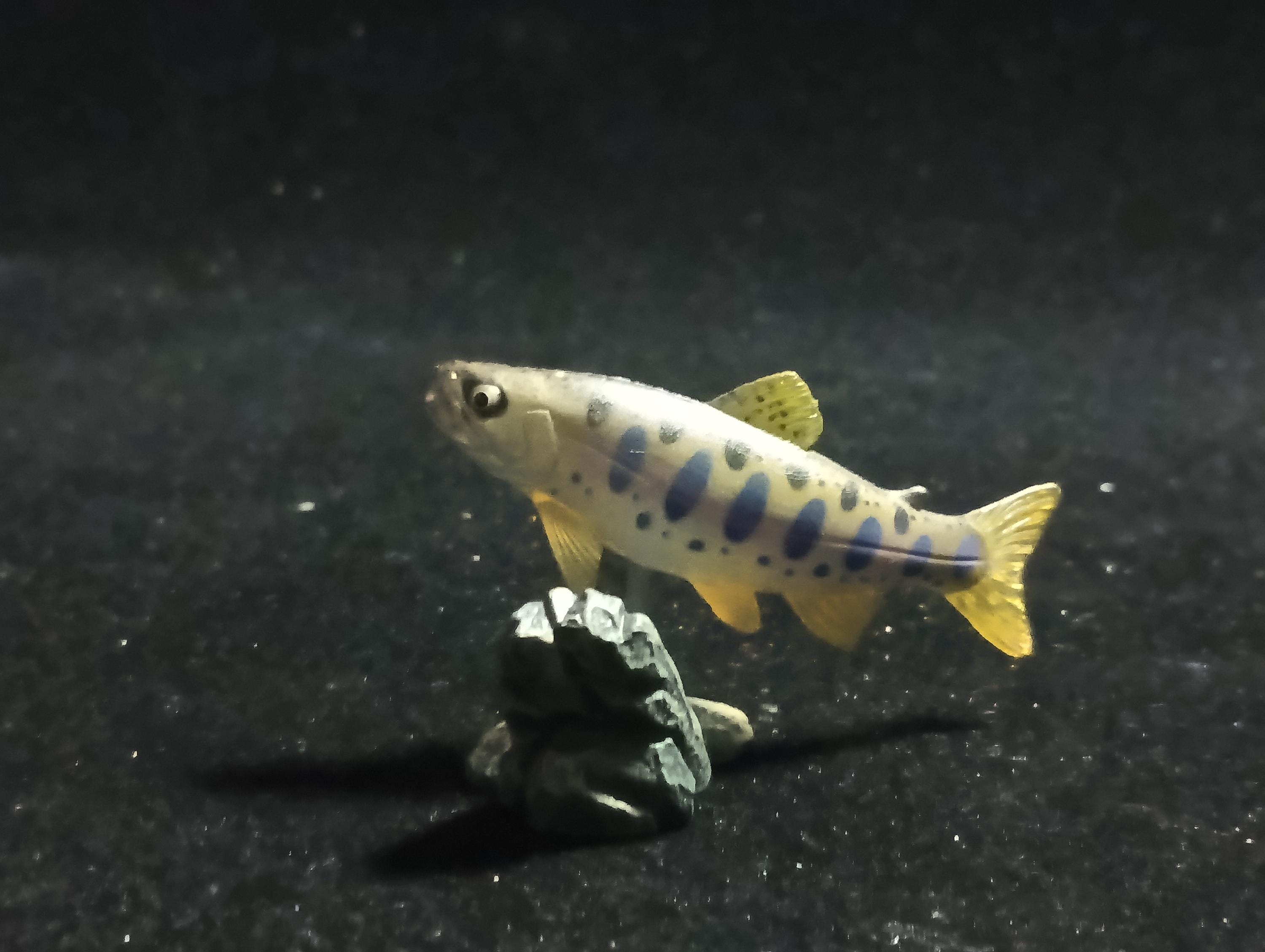 Freshwater Fish Encyclopedia 1: Cherry Trout (Oncorhynchus masou masou), Yujin