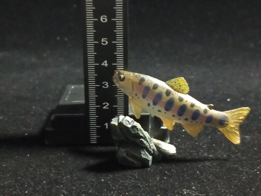 Freshwater Fish Encyclopedia 1: Cherry Trout (Oncorhynchus masou masou), Yujin