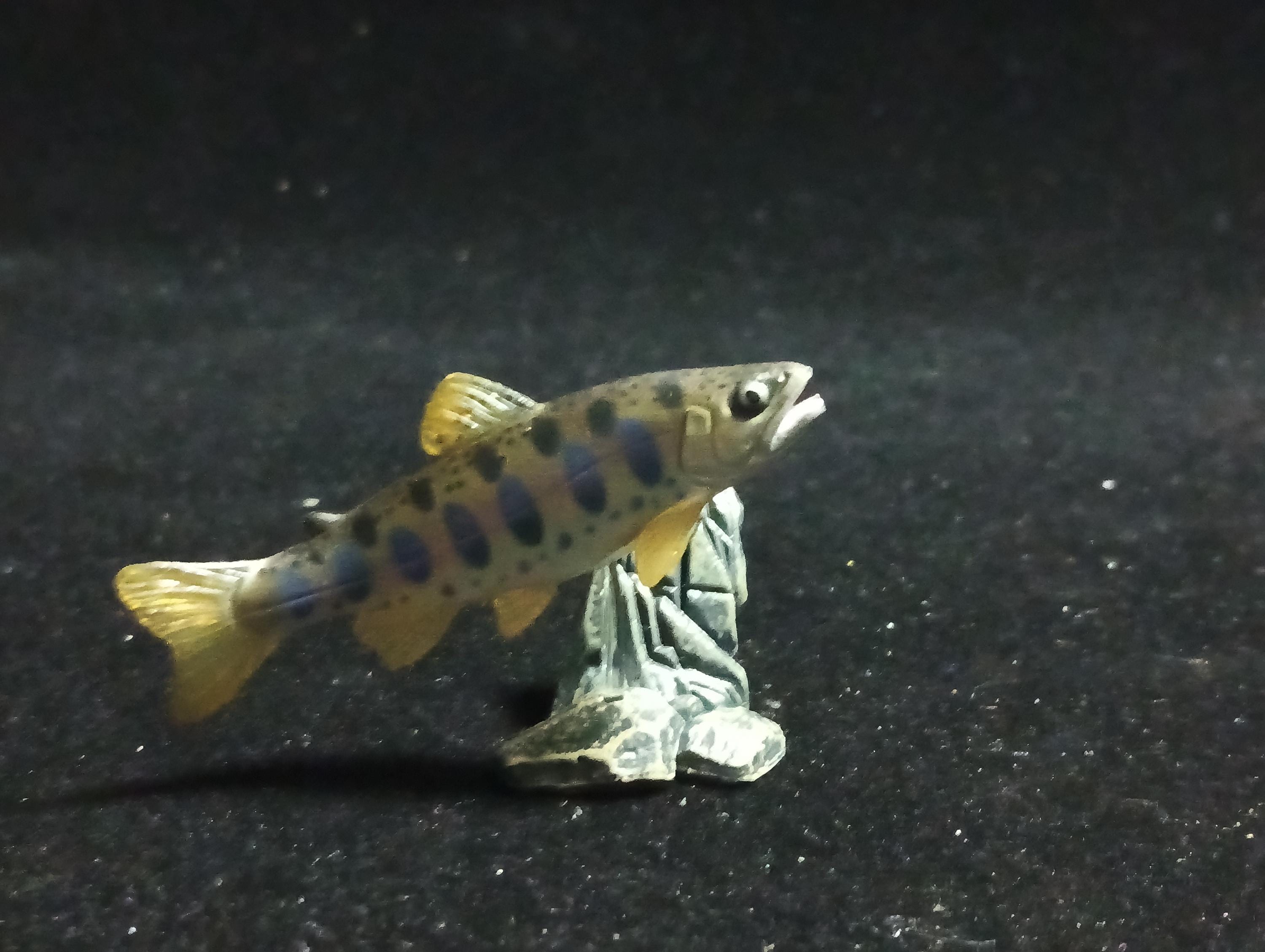 Freshwater Fish Encyclopedia 1: Cherry Trout (Oncorhynchus masou masou), Yujin