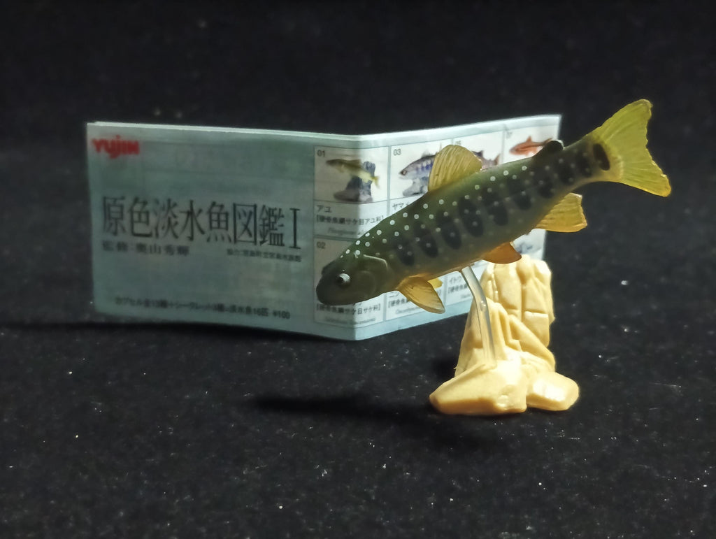 Freshwater Fish Encyclopedia 1: Salvelinus leucomaenis, the whitespotted char, Yujin