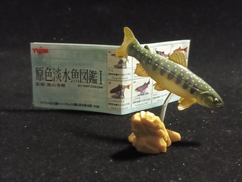 Freshwater Fish Encyclopedia 1: Salvelinus leucomaenis, the whitespotted char, Yujin