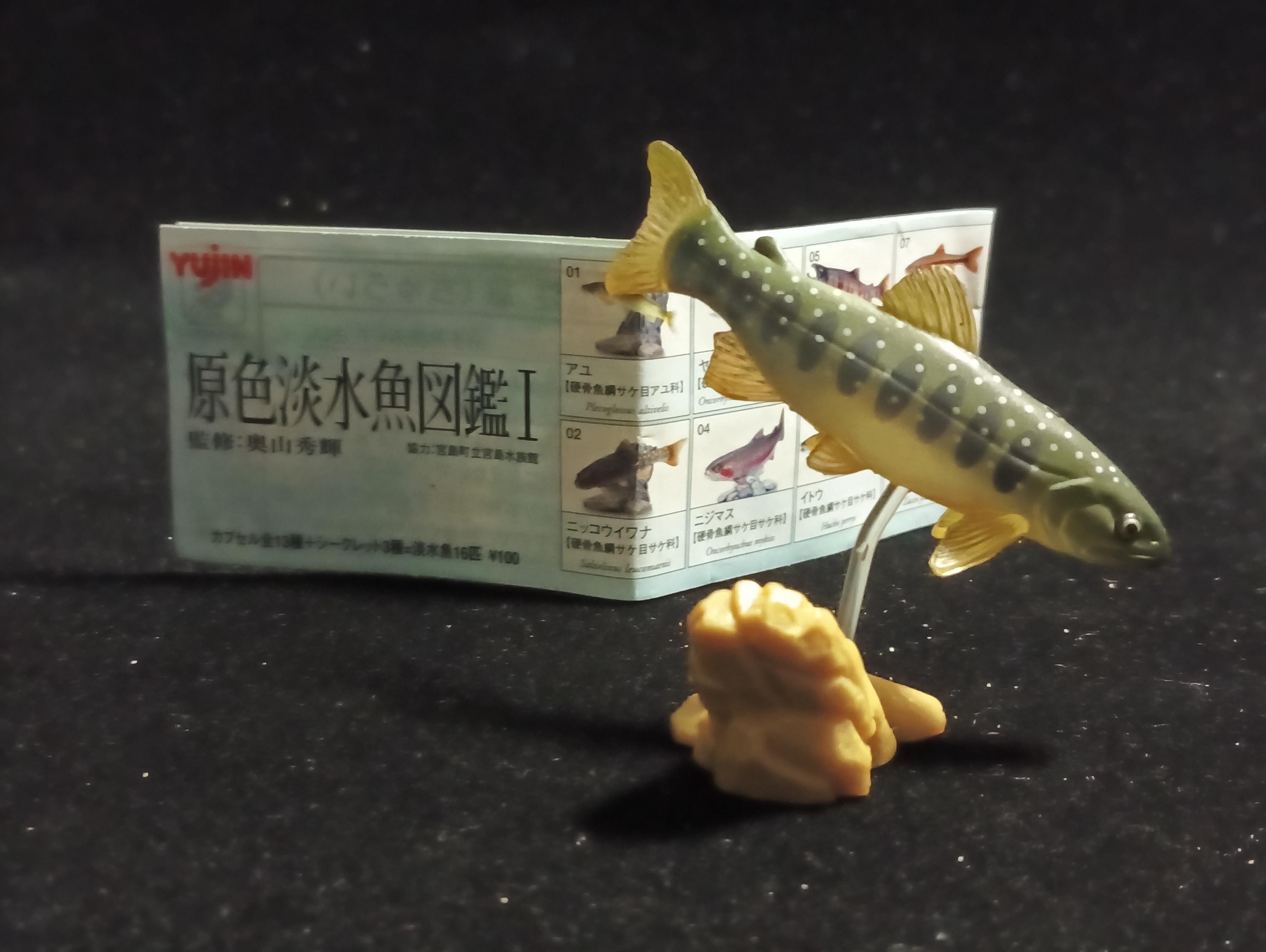 Freshwater Fish Encyclopedia 1: Salvelinus leucomaenis, the whitespotted char, Yujin