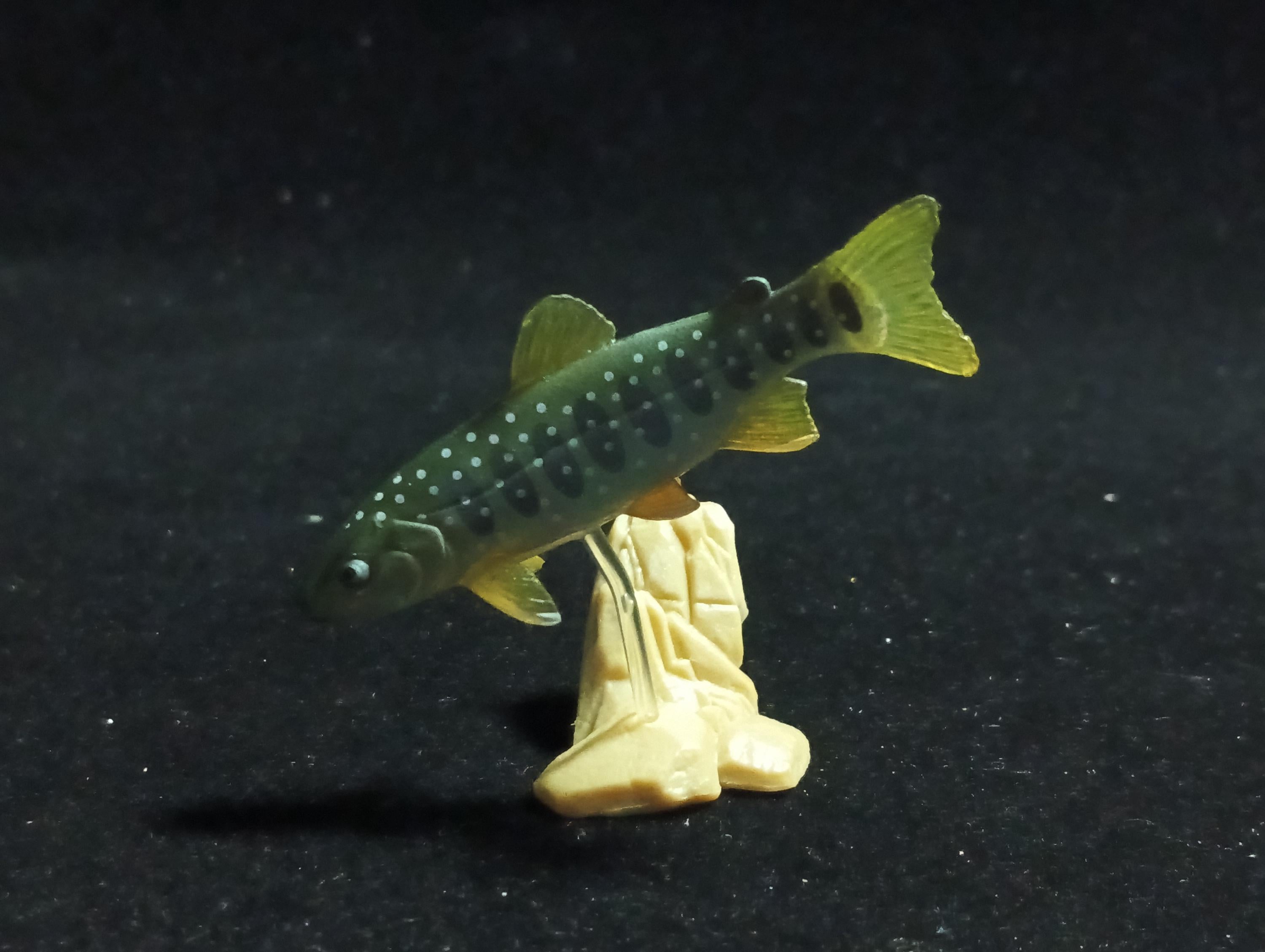 Freshwater Fish Encyclopedia 1: Salvelinus leucomaenis, the whitespotted char, Yujin