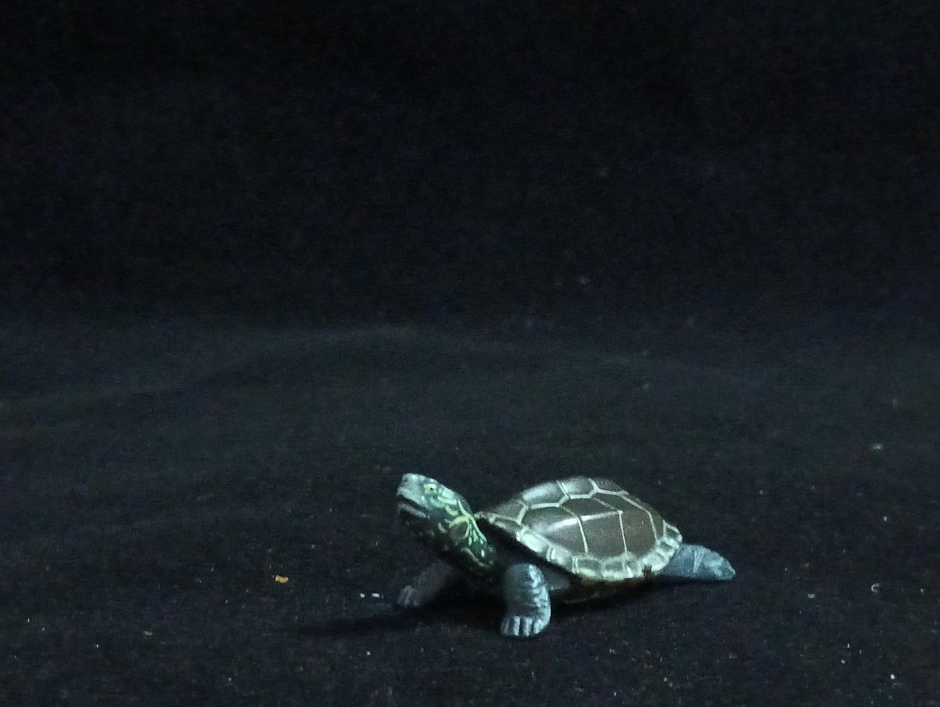 Miniature Grass turtle Figurine - Furuta