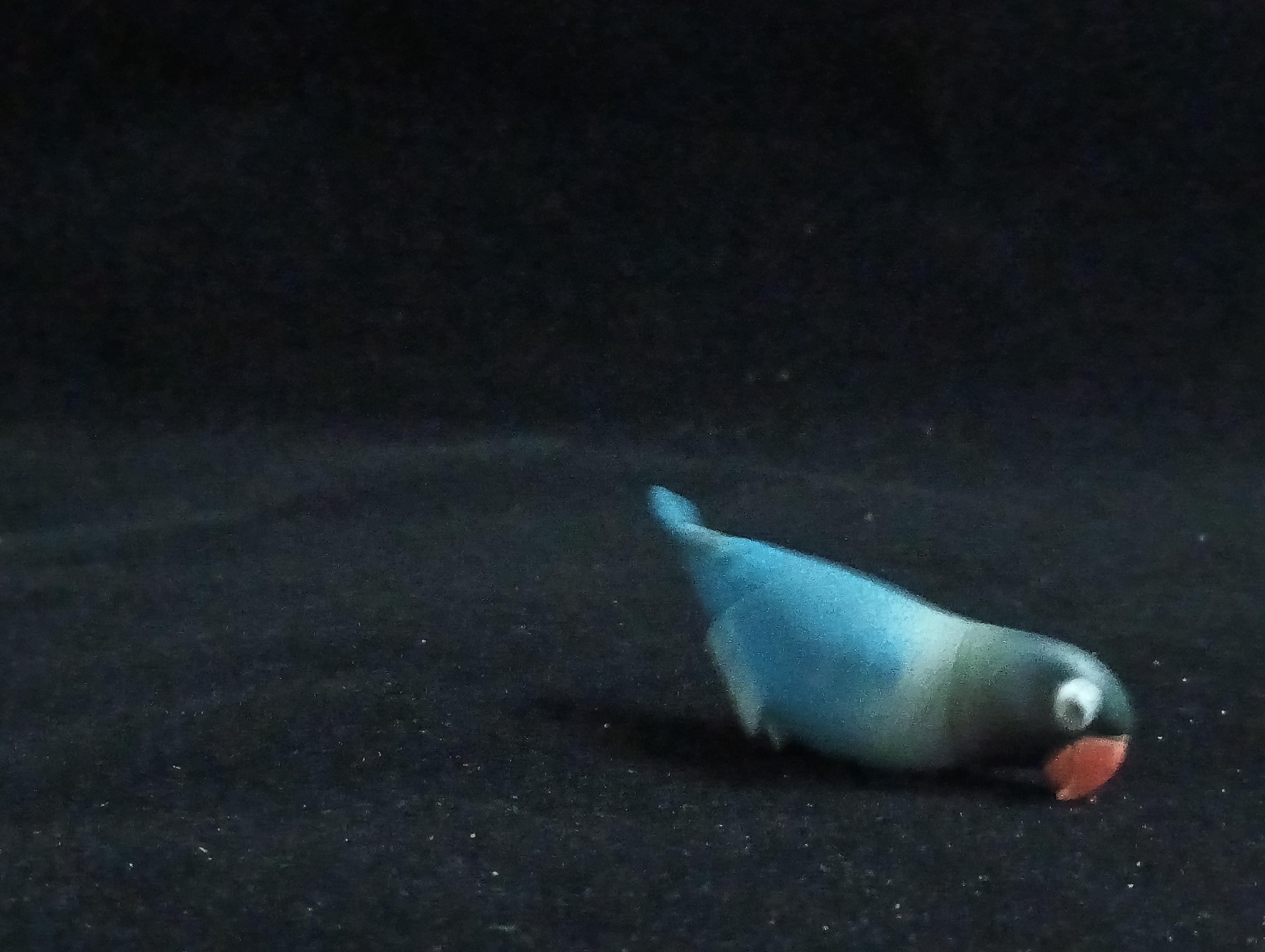 Miniature AFRICAN LOVEBIRD (Blue) Figurine - Furuta