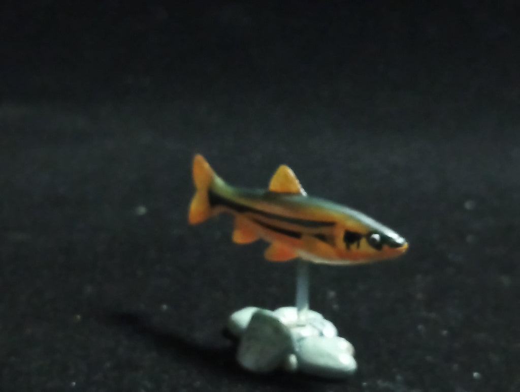 Freshwater Fish Encyclopedia 1:  Big-scaled Redfin Dace Fish , Yujin