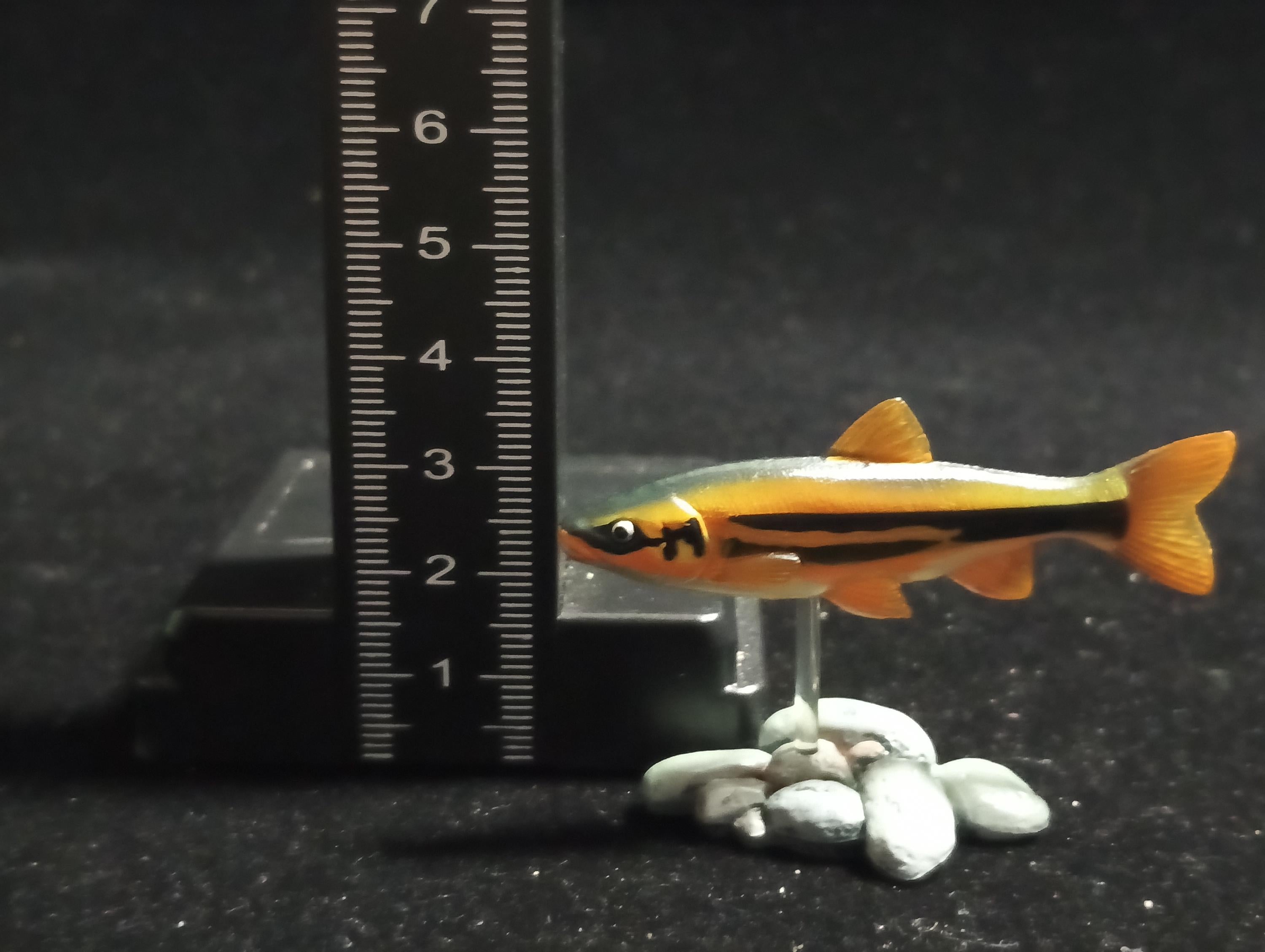Freshwater Fish Encyclopedia 1:  Big-scaled Redfin Dace Fish , Yujin