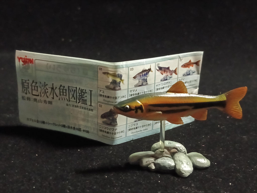 Freshwater Fish Encyclopedia 1:  Big-scaled Redfin Dace Fish , Yujin