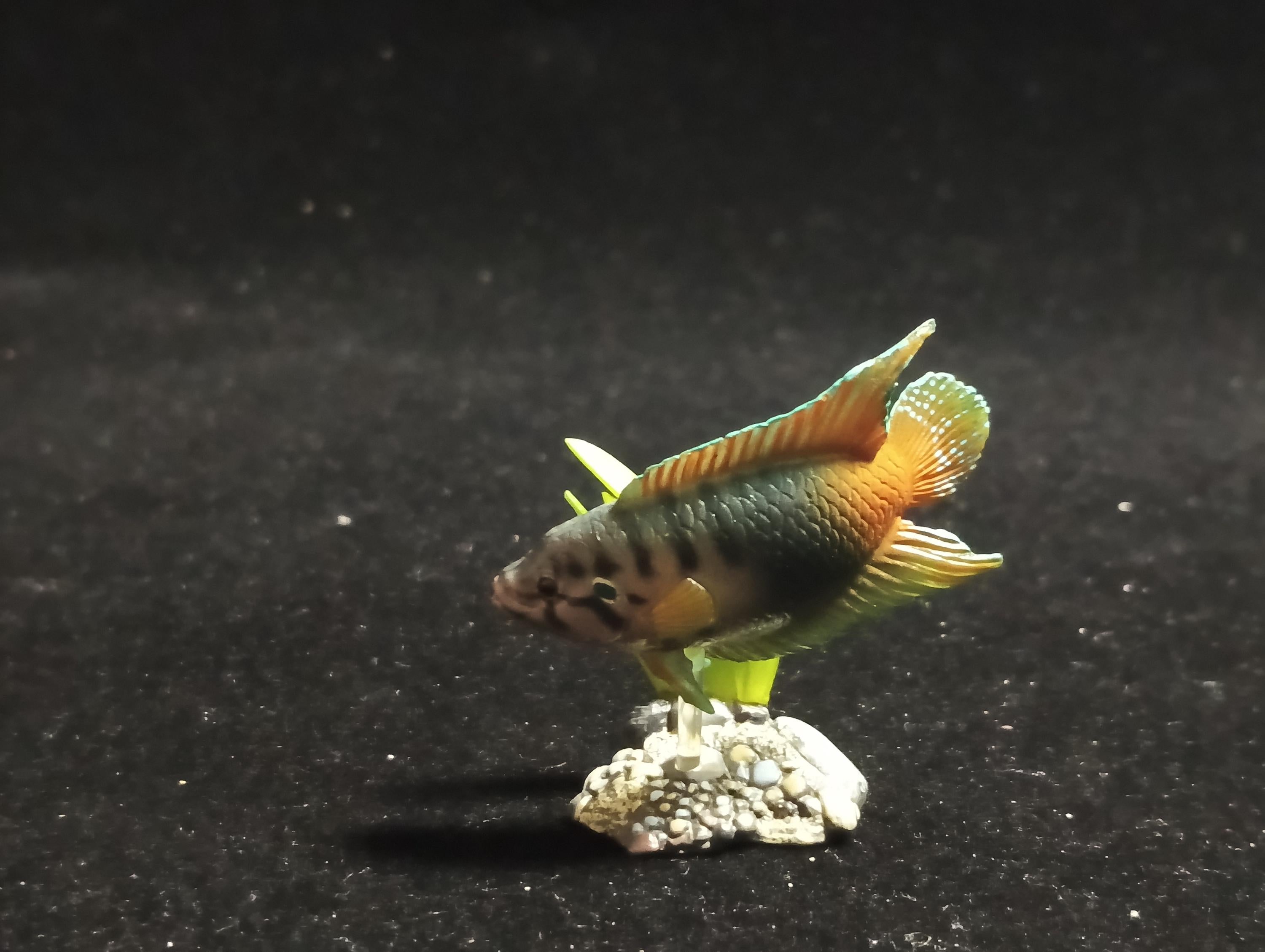 Freshwater Fish Encyclopedia 1:  PARADISE FISH , Yujin