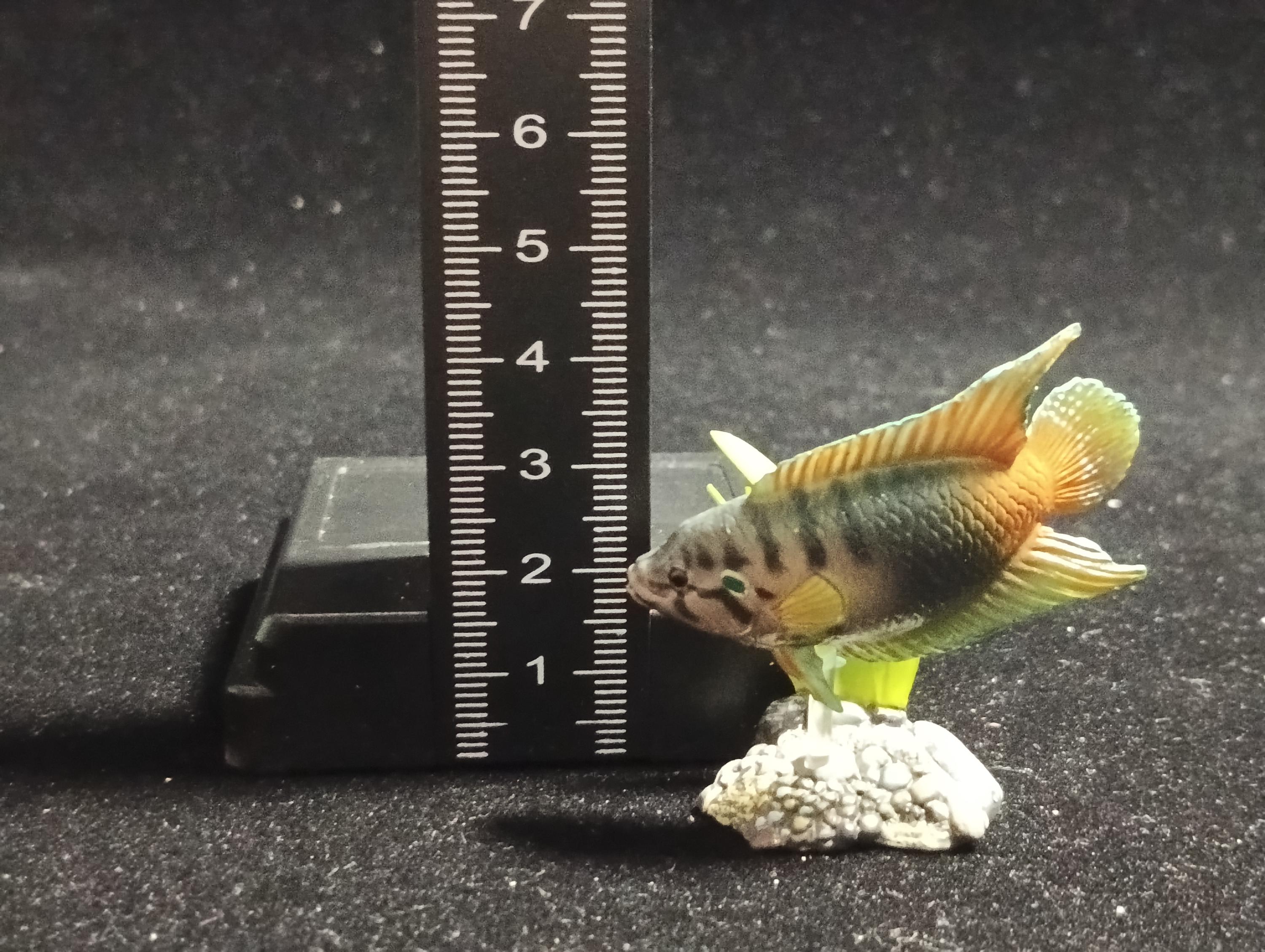 Freshwater Fish Encyclopedia 1:  PARADISE FISH , Yujin