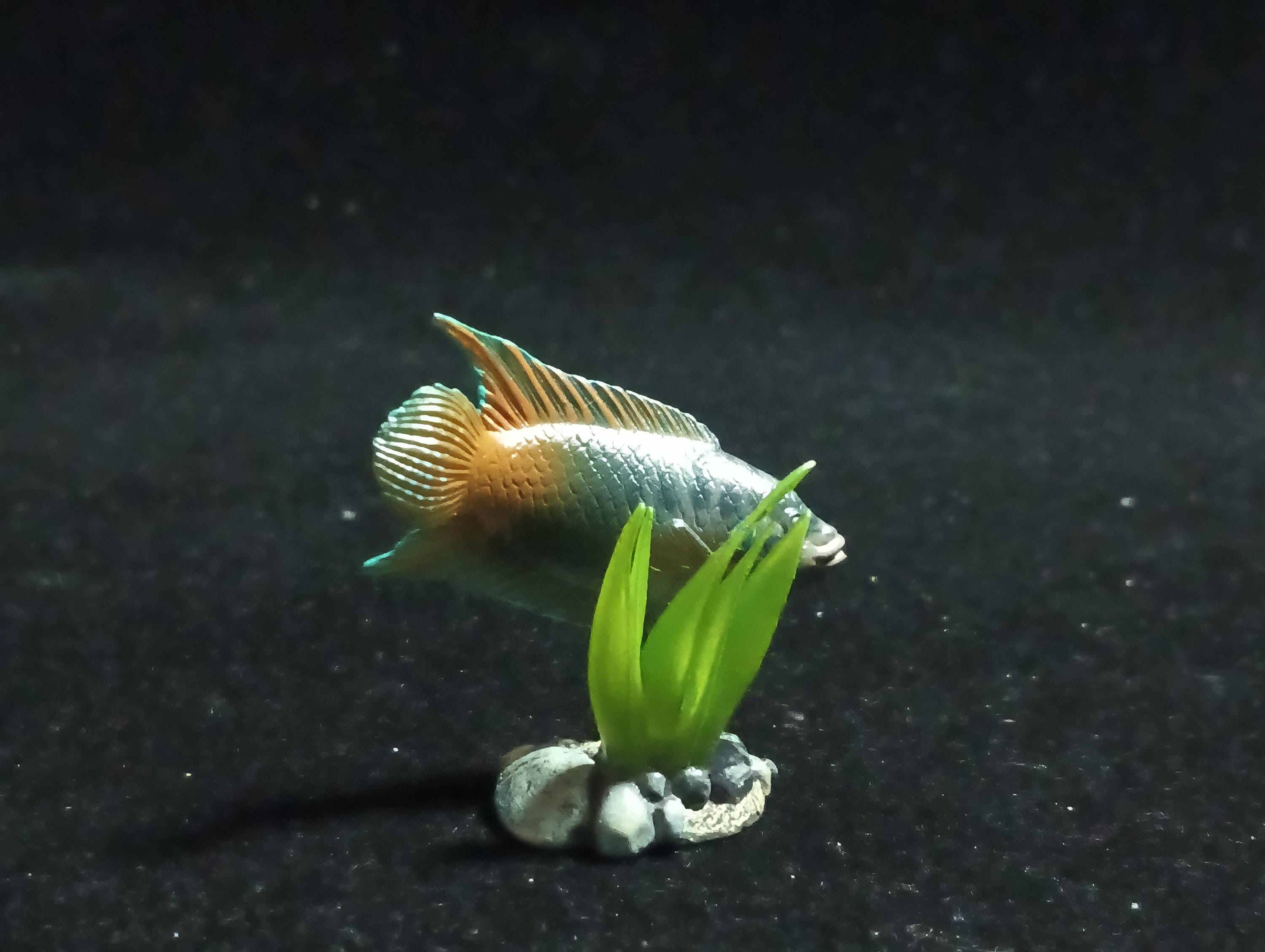 Freshwater Fish Encyclopedia 1:  PARADISE FISH , Yujin