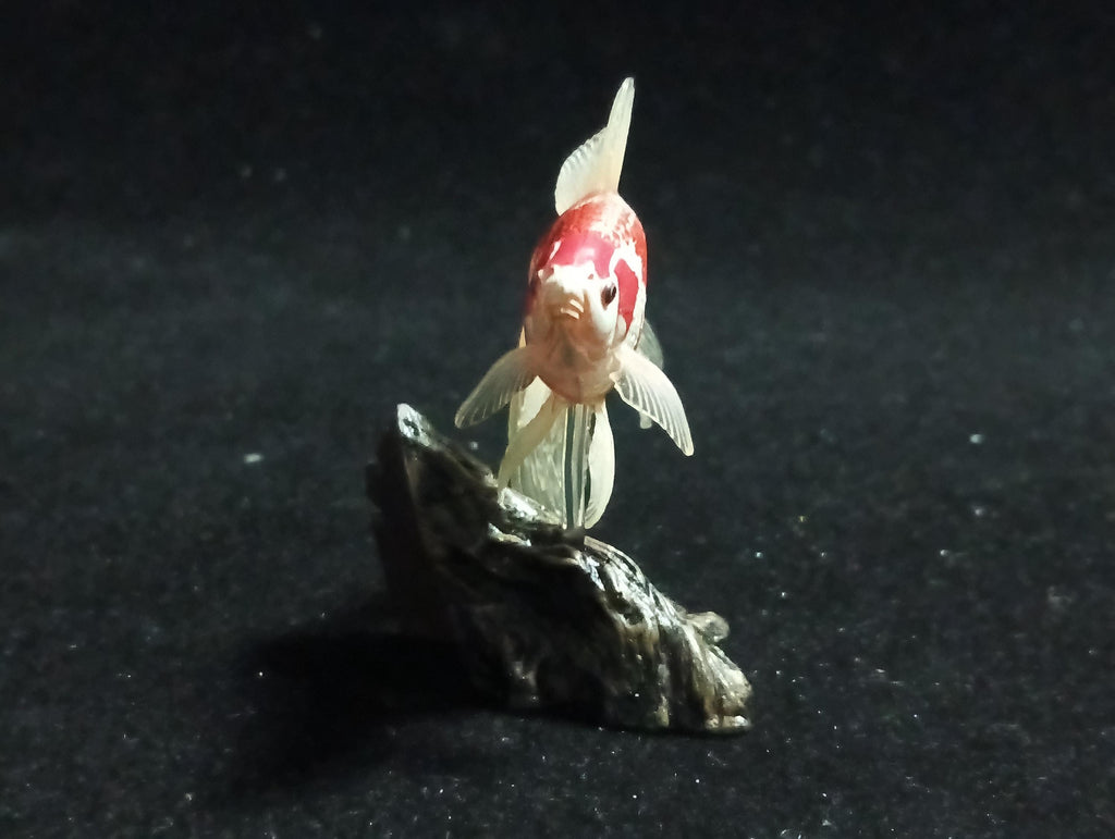 Freshwater Fish Encyclopedia 1:  Comet Goldfish, Yujin