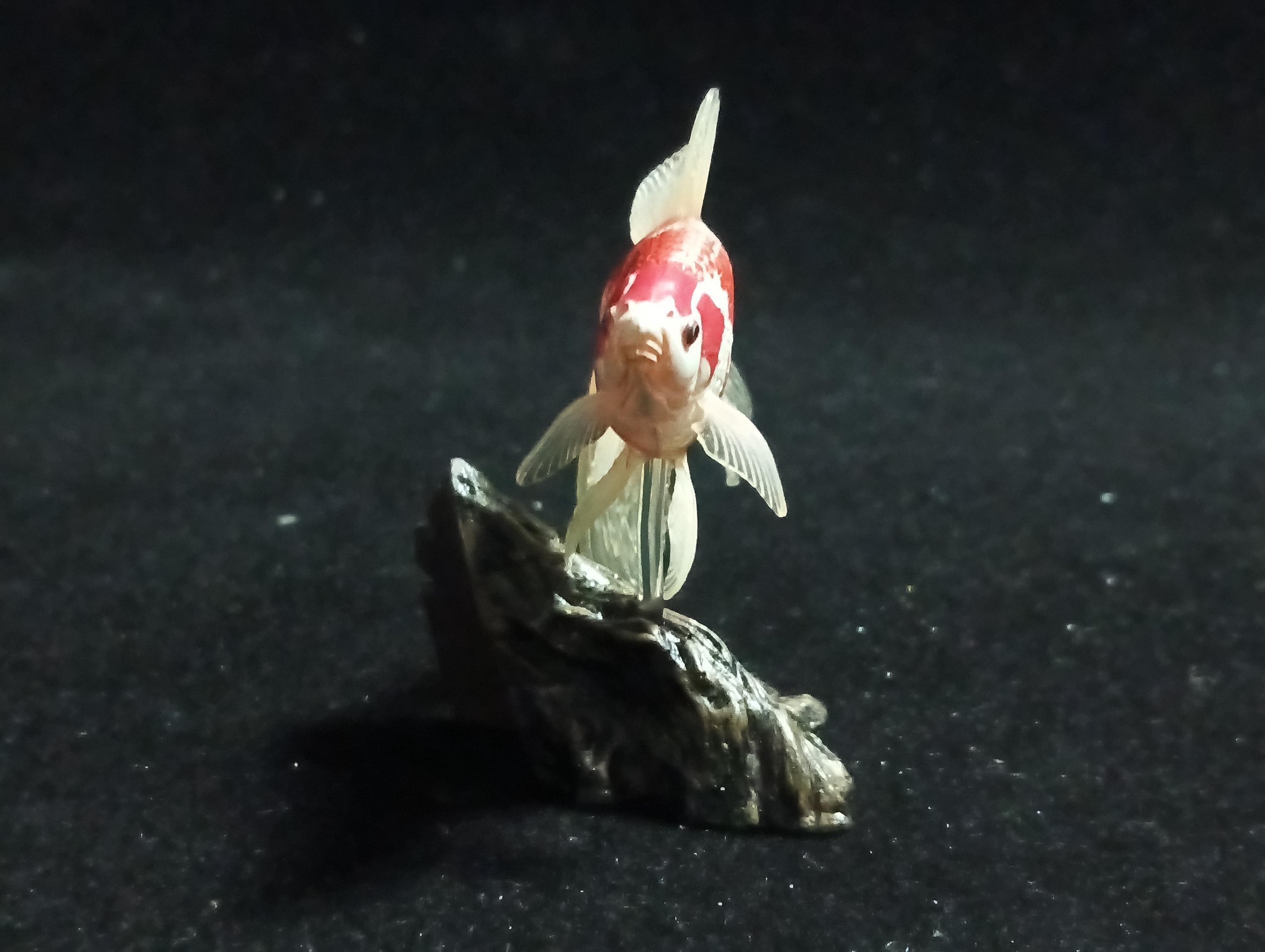 Freshwater Fish Encyclopedia 1:  Comet Goldfish, Yujin