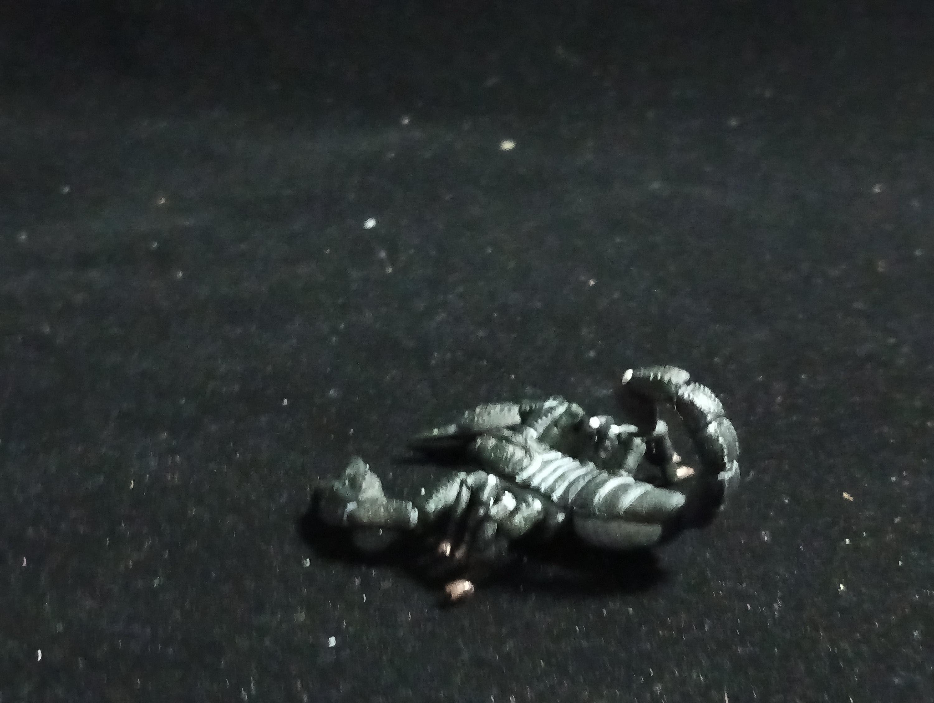Emperor scorpion “The Poison” - Epoch