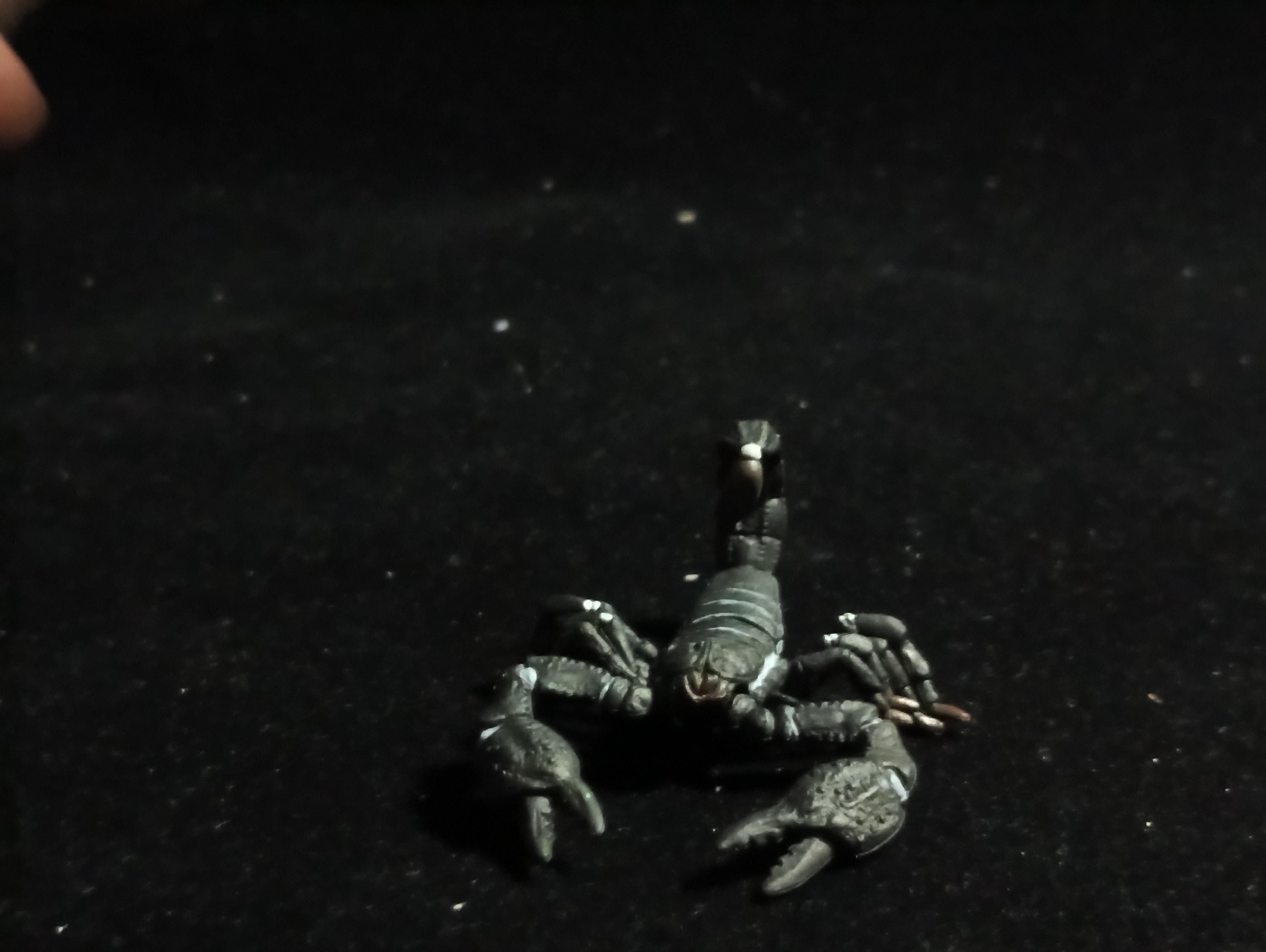 Emperor scorpion “The Poison” - Epoch