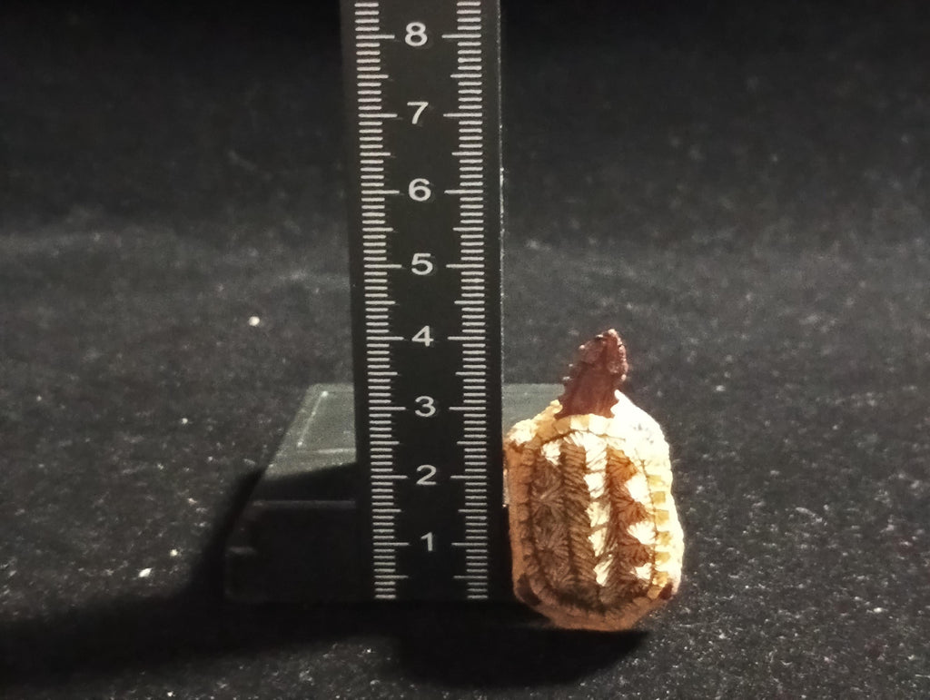 Kabaya Japan Exclusive Miniature Meta Tutle
