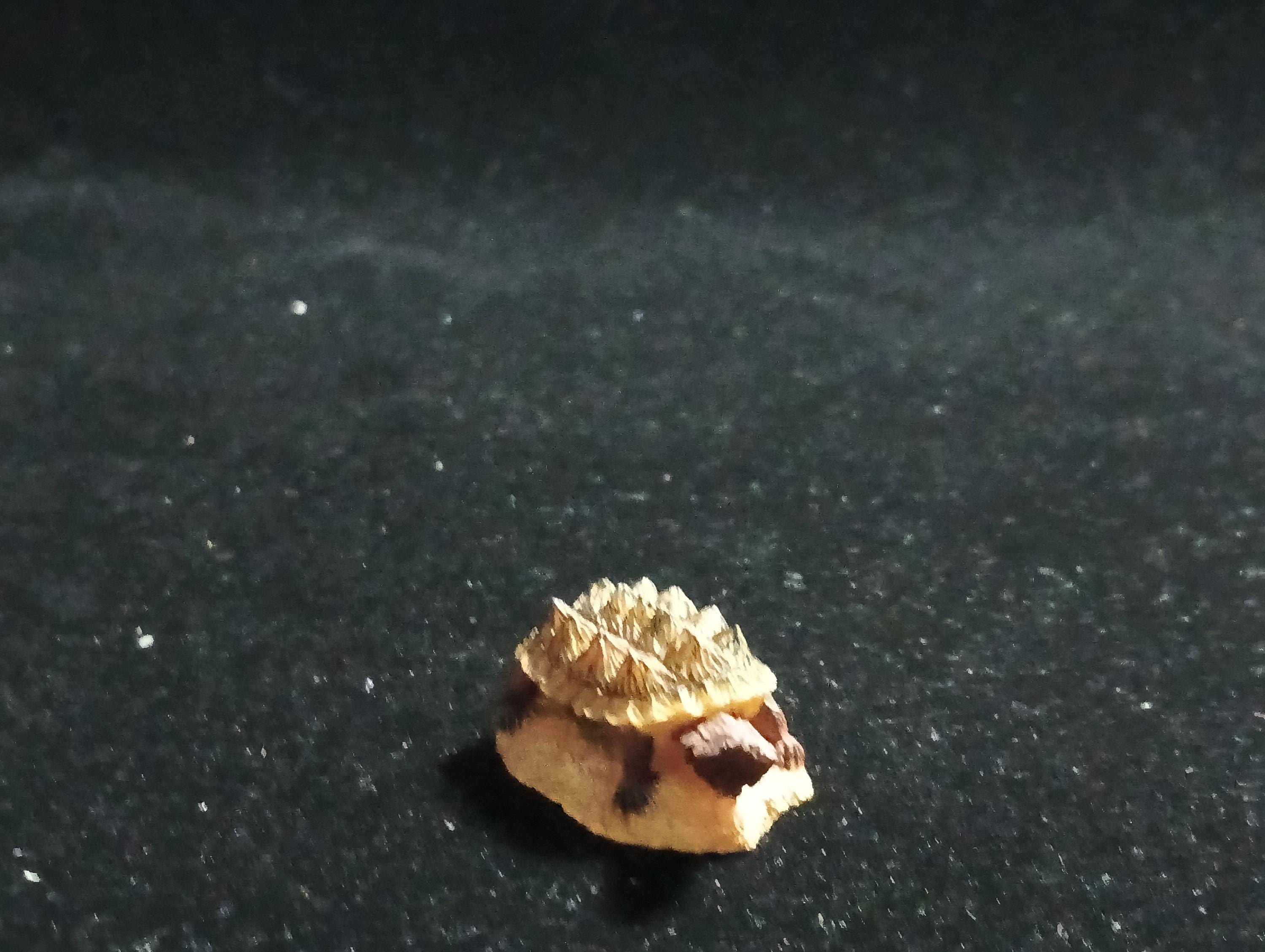 Kabaya Japan Exclusive Miniature Meta Tutle