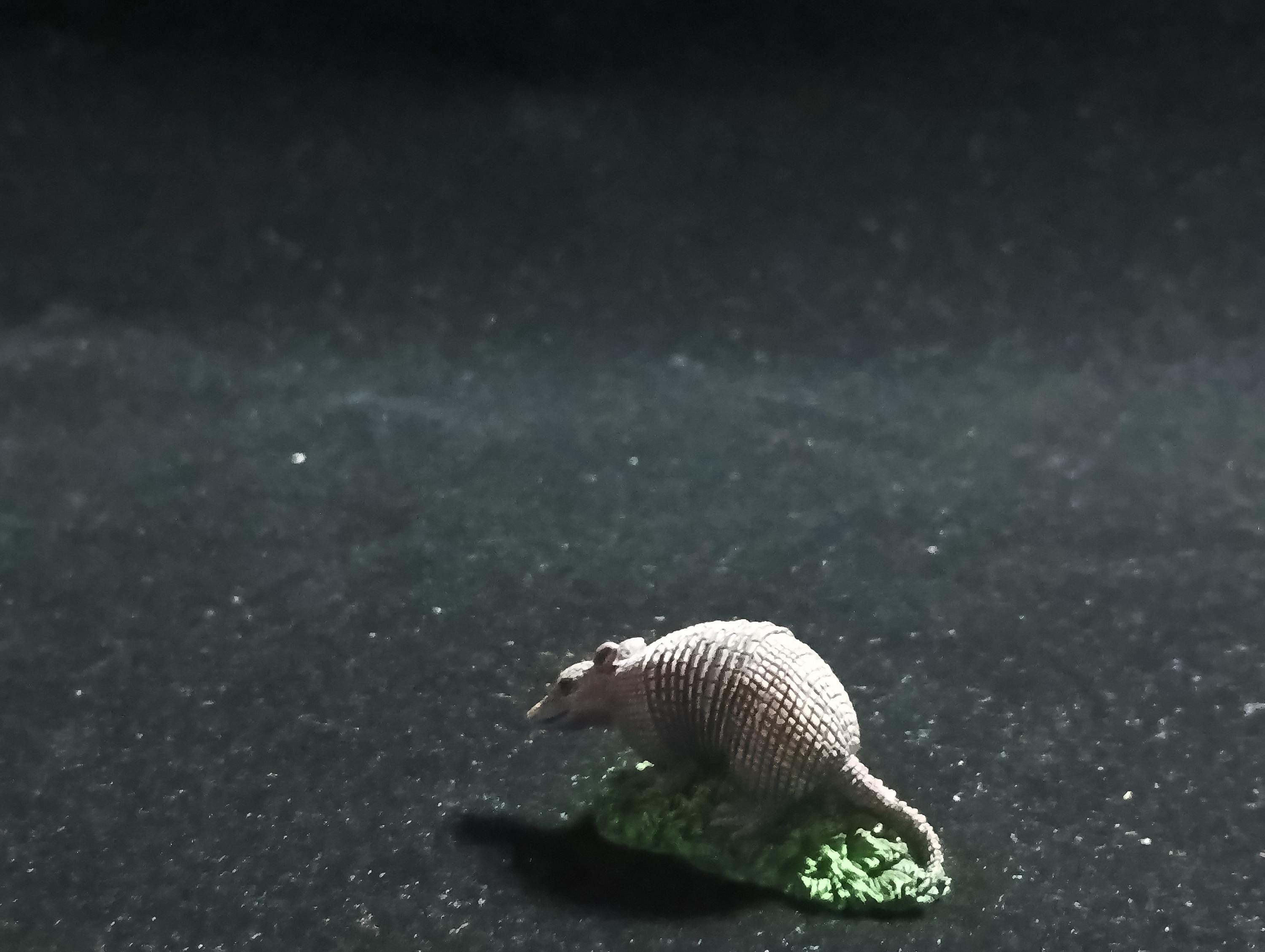 The Mysterious of Amazon Japan Exclusive Miniature - Dasypus novemcinctus Kabaya 2003