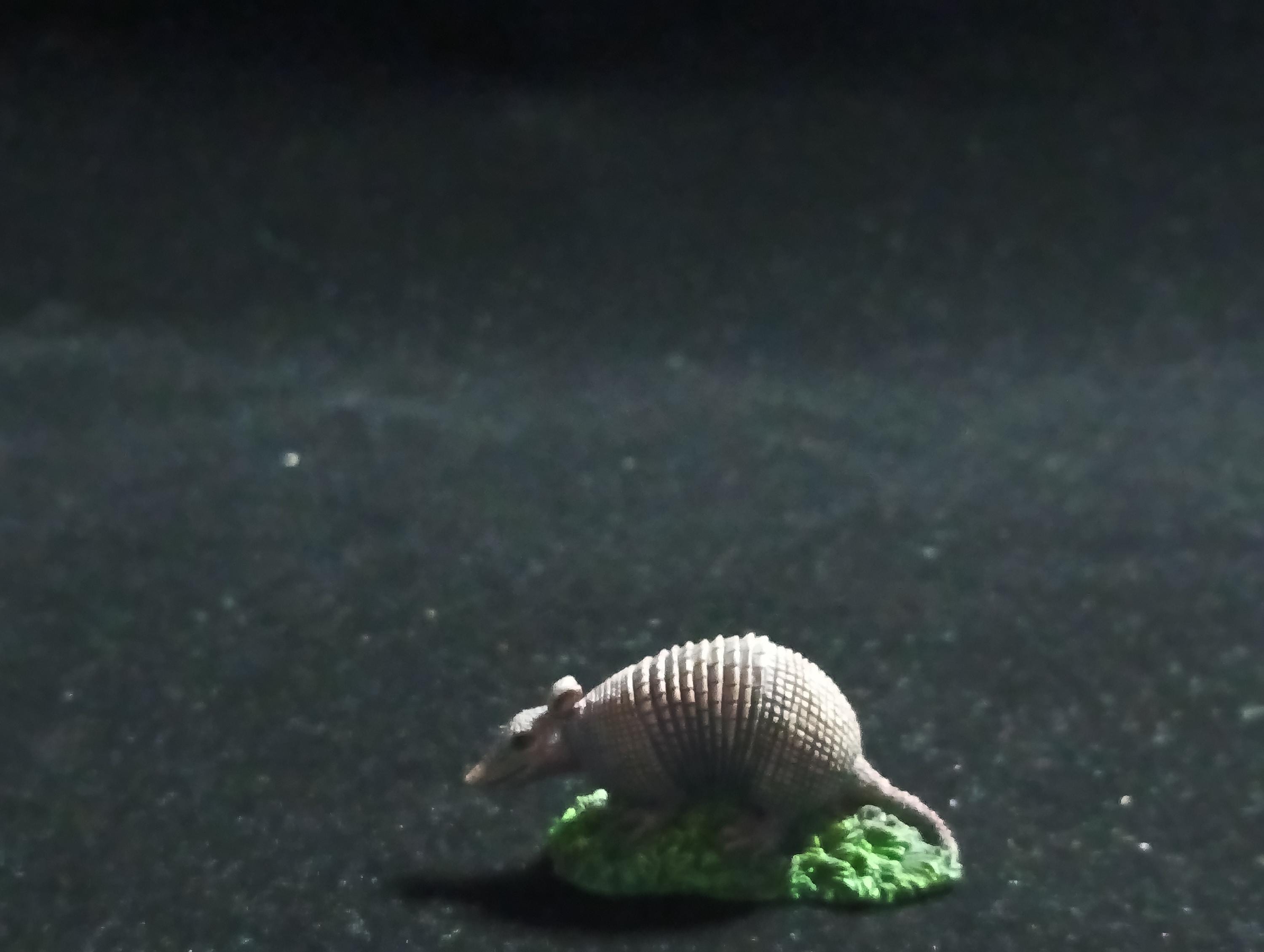 The Mysterious of Amazon Japan Exclusive Miniature - Dasypus novemcinctus Kabaya 2003