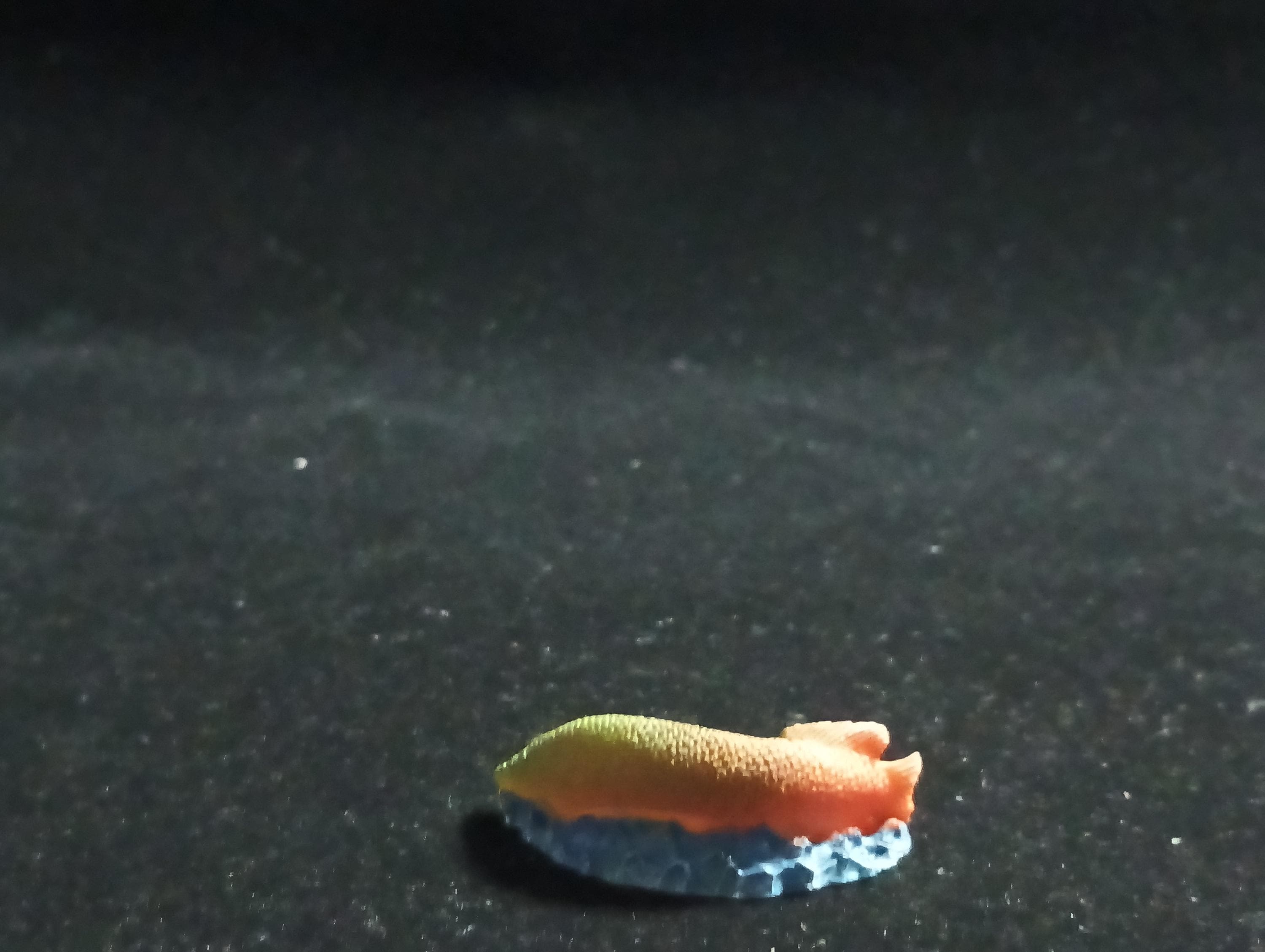 The Mysterious of Amazon Japan Exclusive Miniature - Arapaima gigas Kabaya 2003