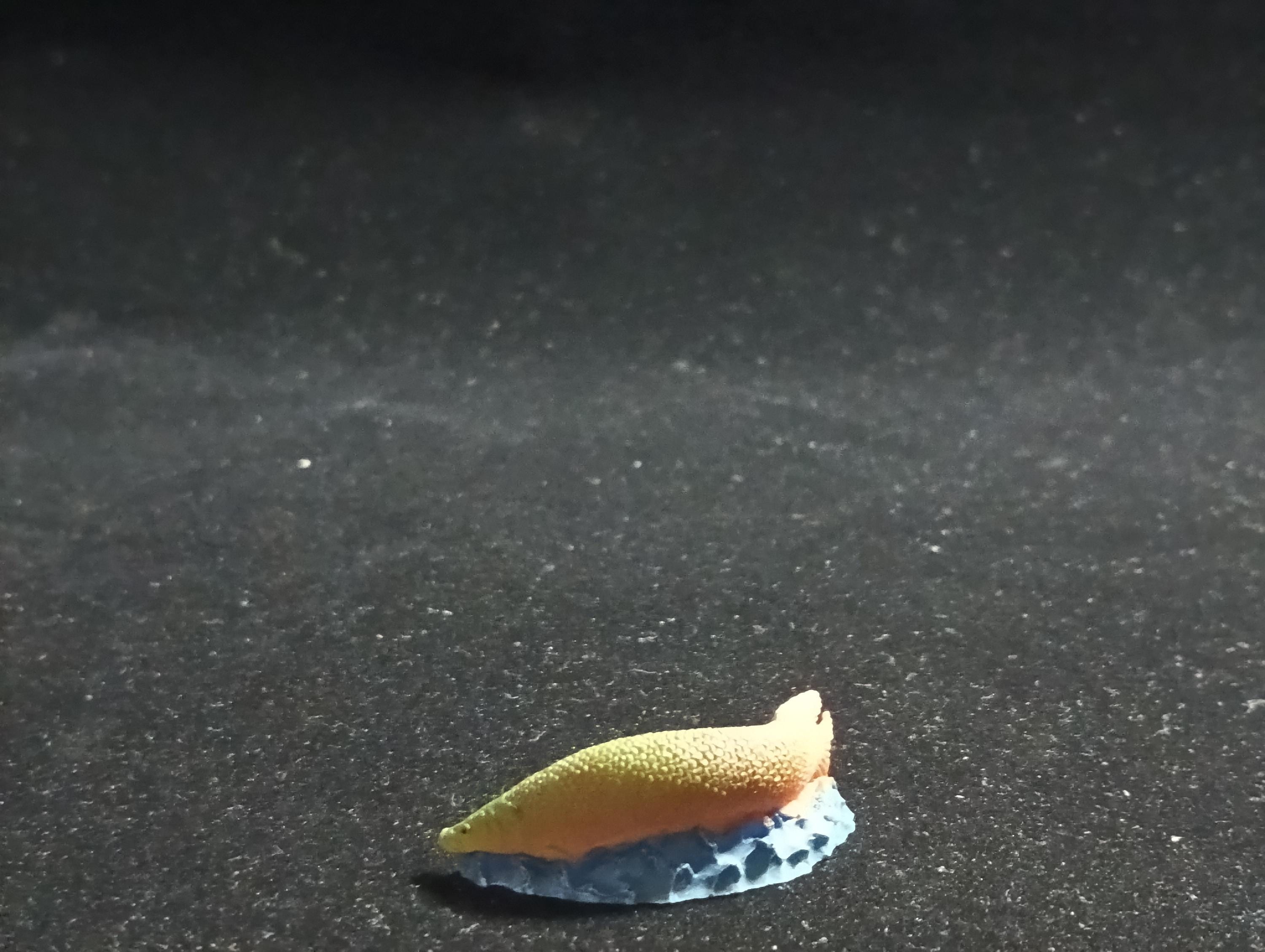 The Mysterious of Amazon Japan Exclusive Miniature - Arapaima gigas Kabaya 2003