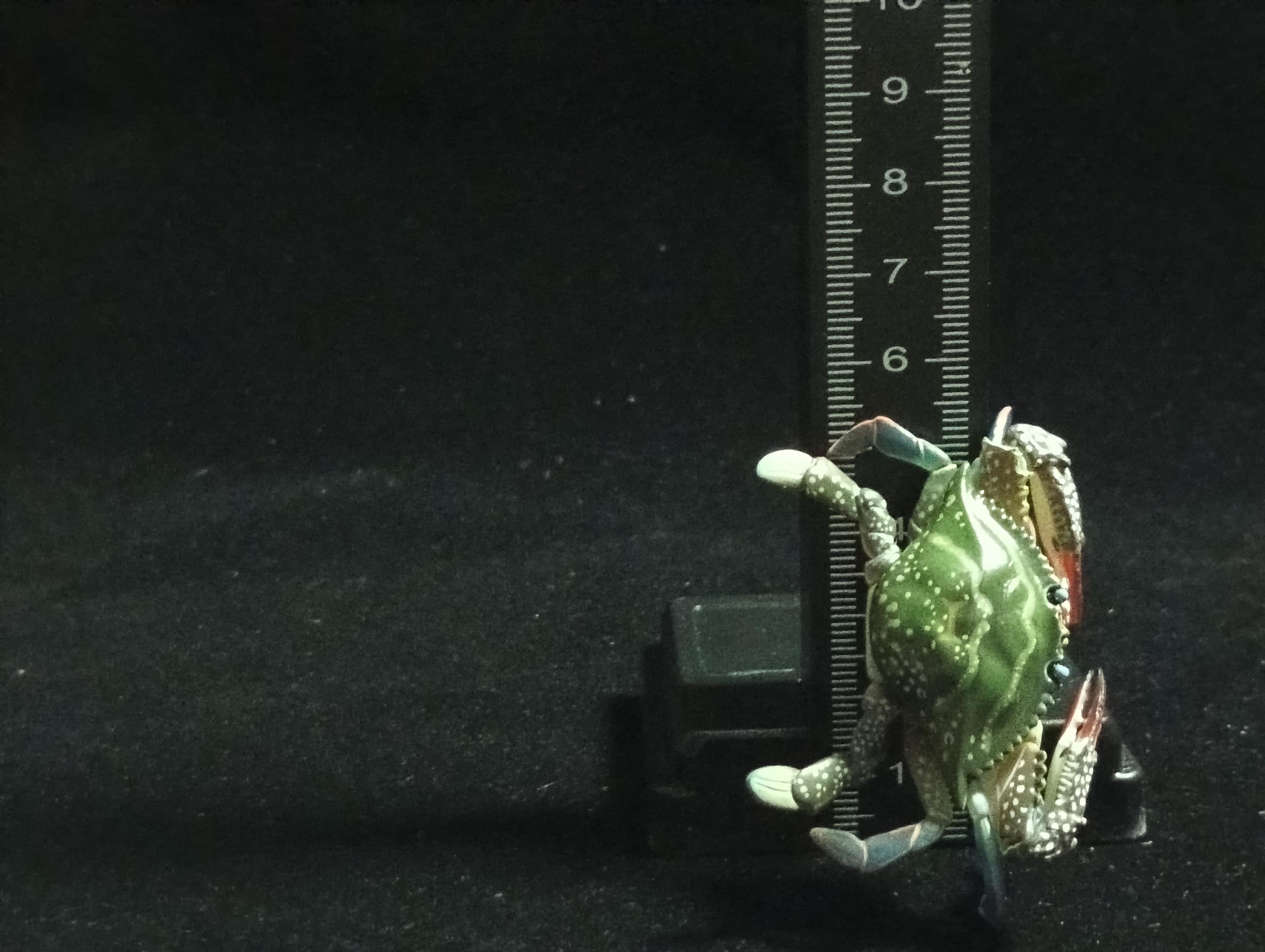 Yujin Takara Kaiyodo Retired Japan Exclusive Blue Swimming Crab Figure