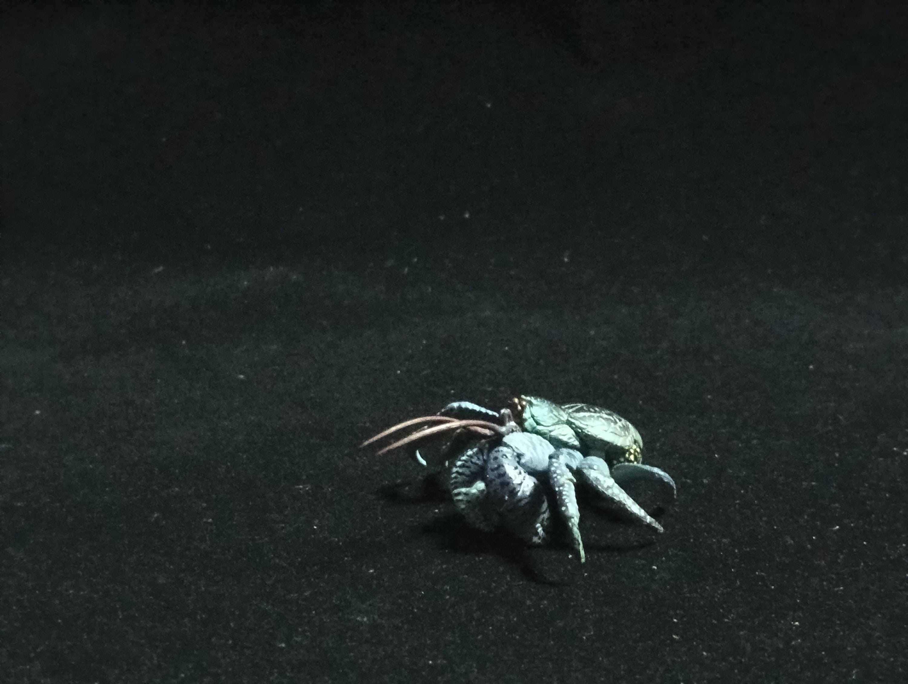Yujin Takara Kaiyodo Retired Japan Exclusive Coconut crab Figure