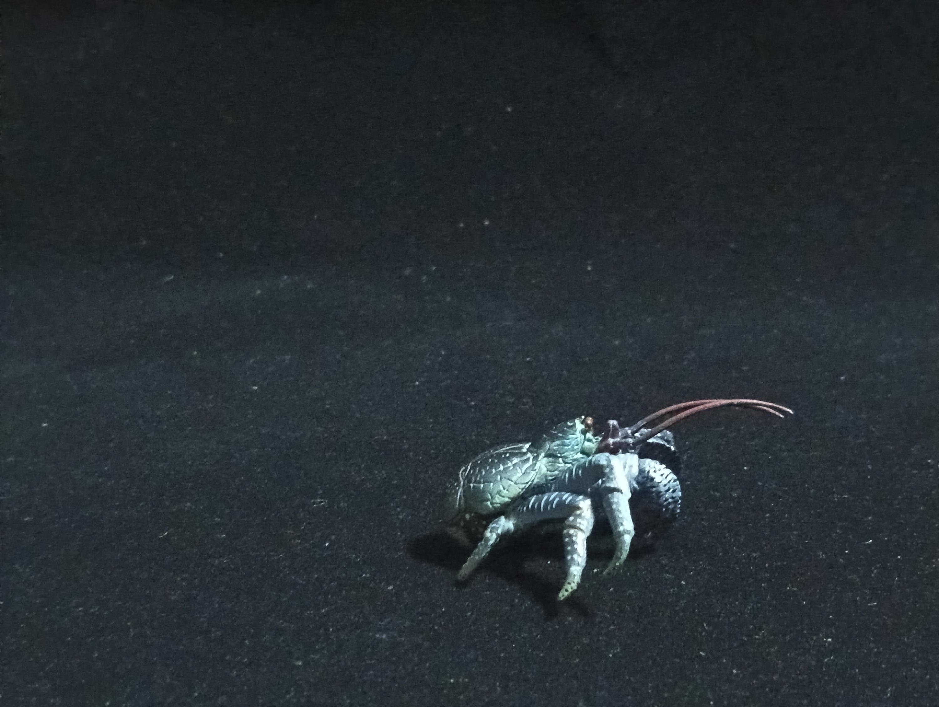 Yujin Takara Kaiyodo Retired Japan Exclusive Coconut crab Figure