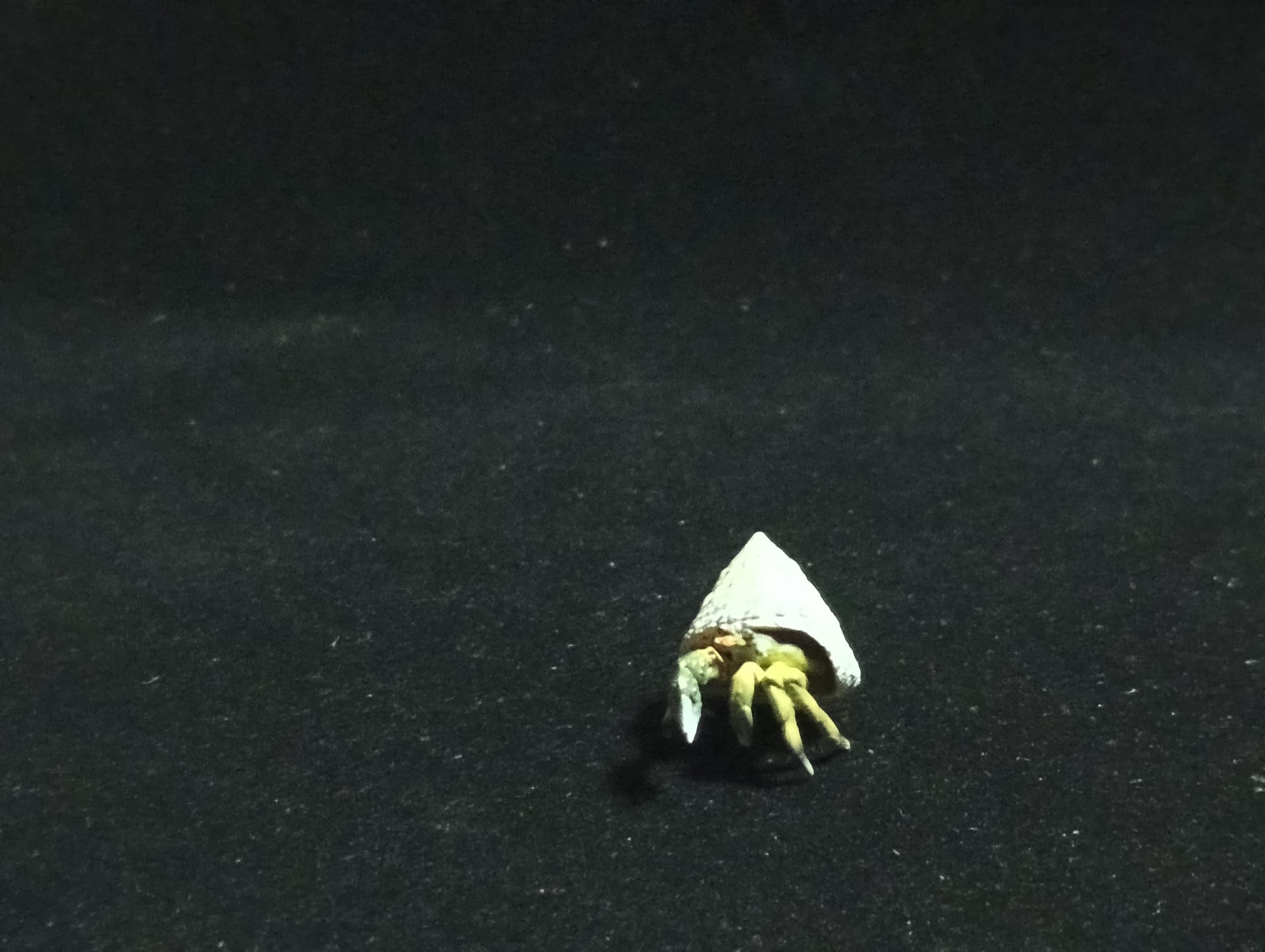 Yujin Takara Kaiyodo Retired Japan Exclusive Coenobita violascens (hermit crab) Figure