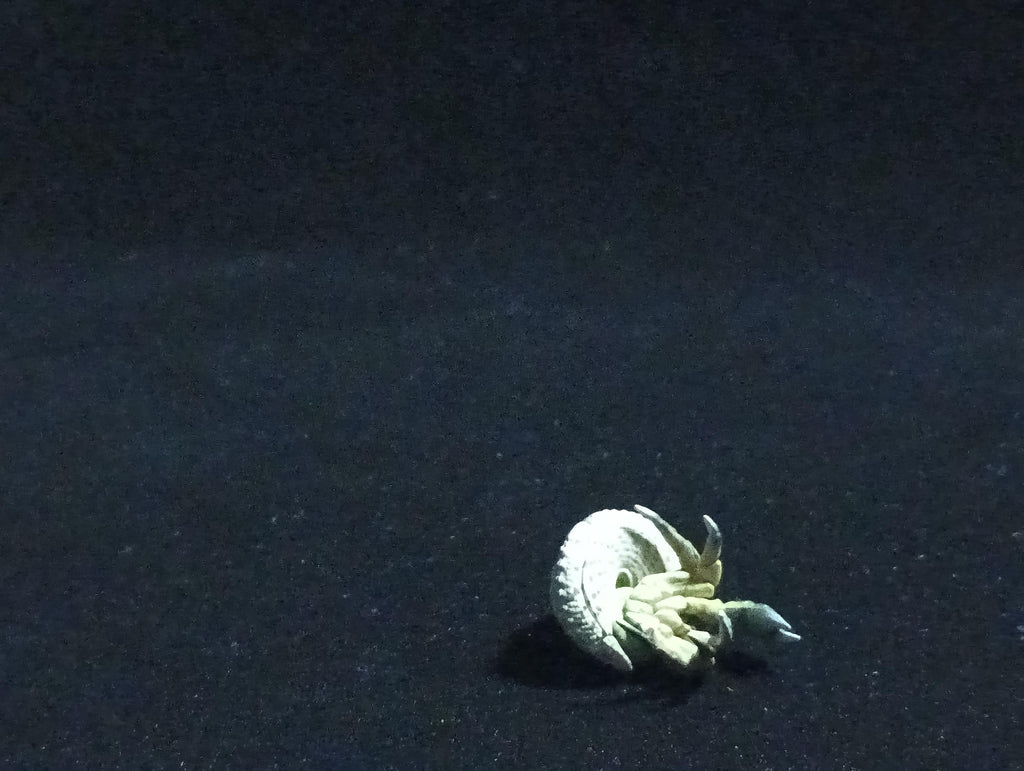 Yujin Takara Kaiyodo Retired Japan Exclusive Coenobita violascens (hermit crab) Figure