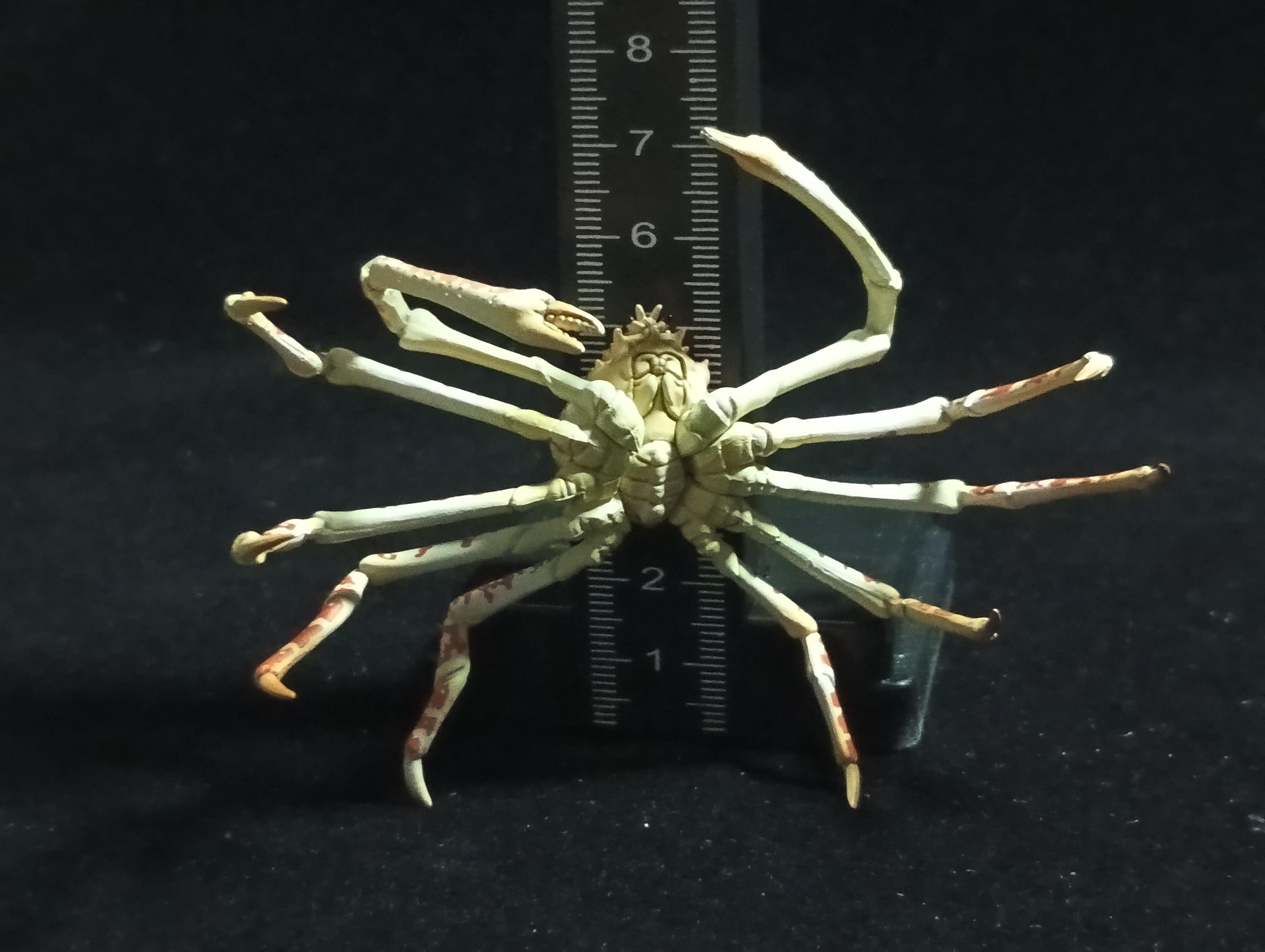 Yujin Takara Kaiyodo Retired Japan Exclusive Spider crab, Macrocheira kaempferi Figure