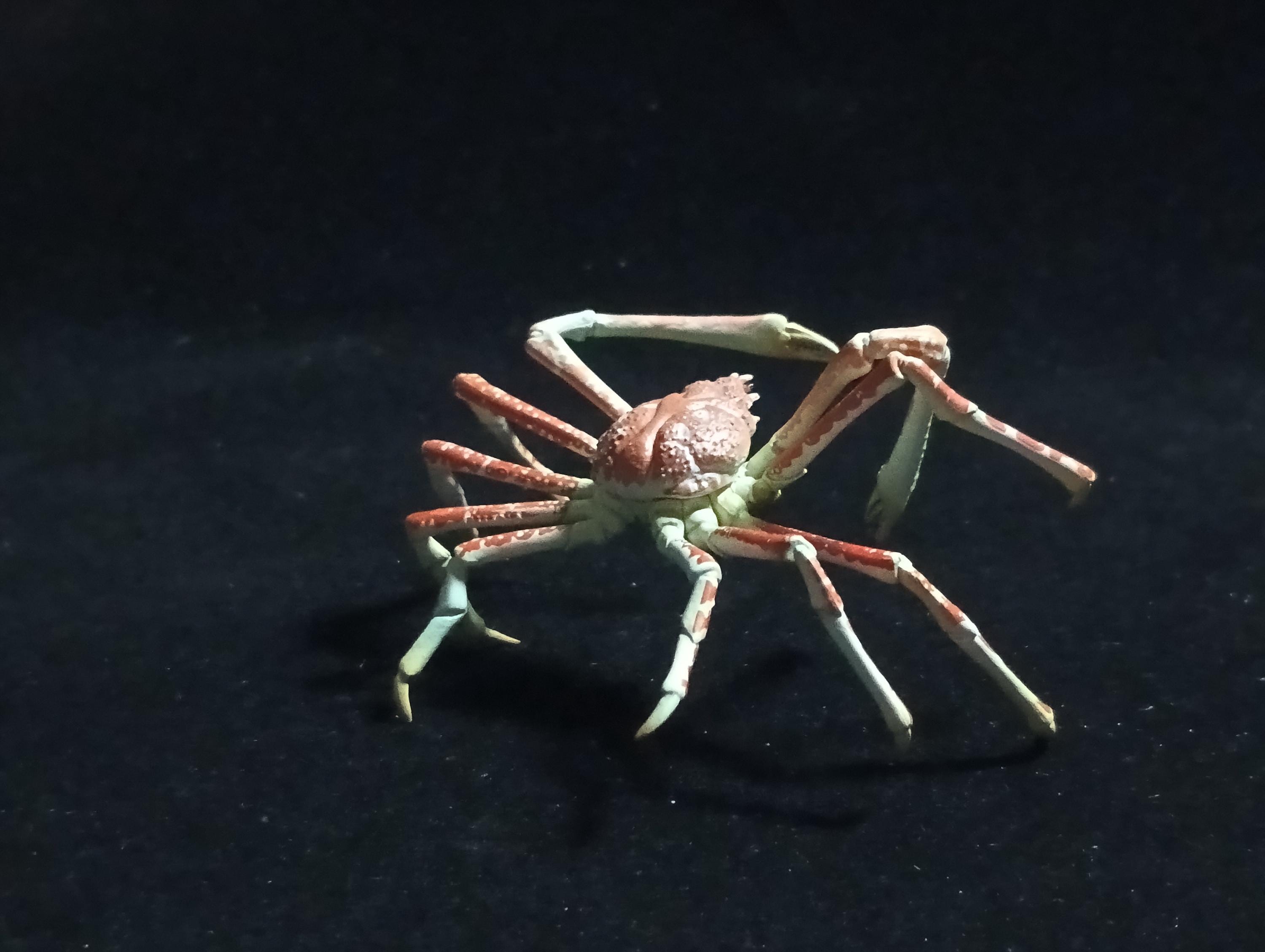 Yujin Takara Kaiyodo Retired Japan Exclusive Spider crab, Macrocheira kaempferi Figure