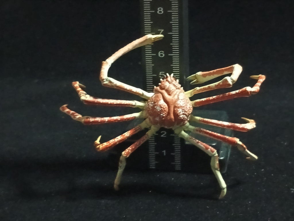 Yujin Takara Kaiyodo Retired Japan Exclusive Spider crab, Macrocheira kaempferi Figure